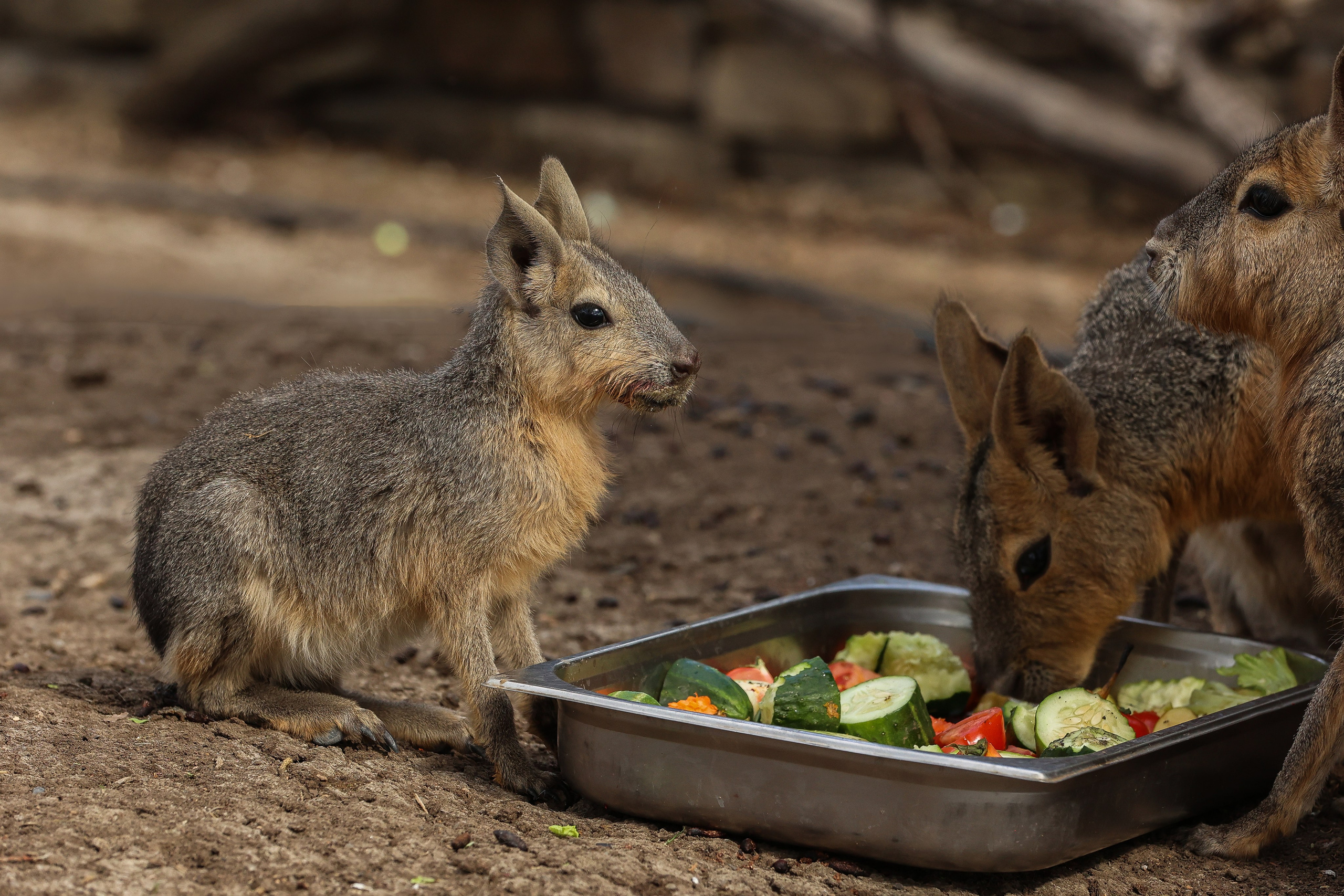 Зоопарк Малинки. Фотограф-АниМалист Анна Абрамова