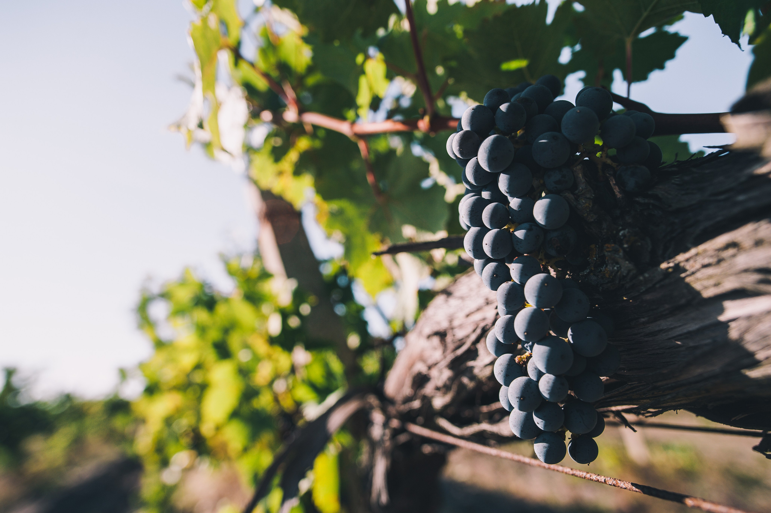 COMMERCIAL. Анна Ульянова