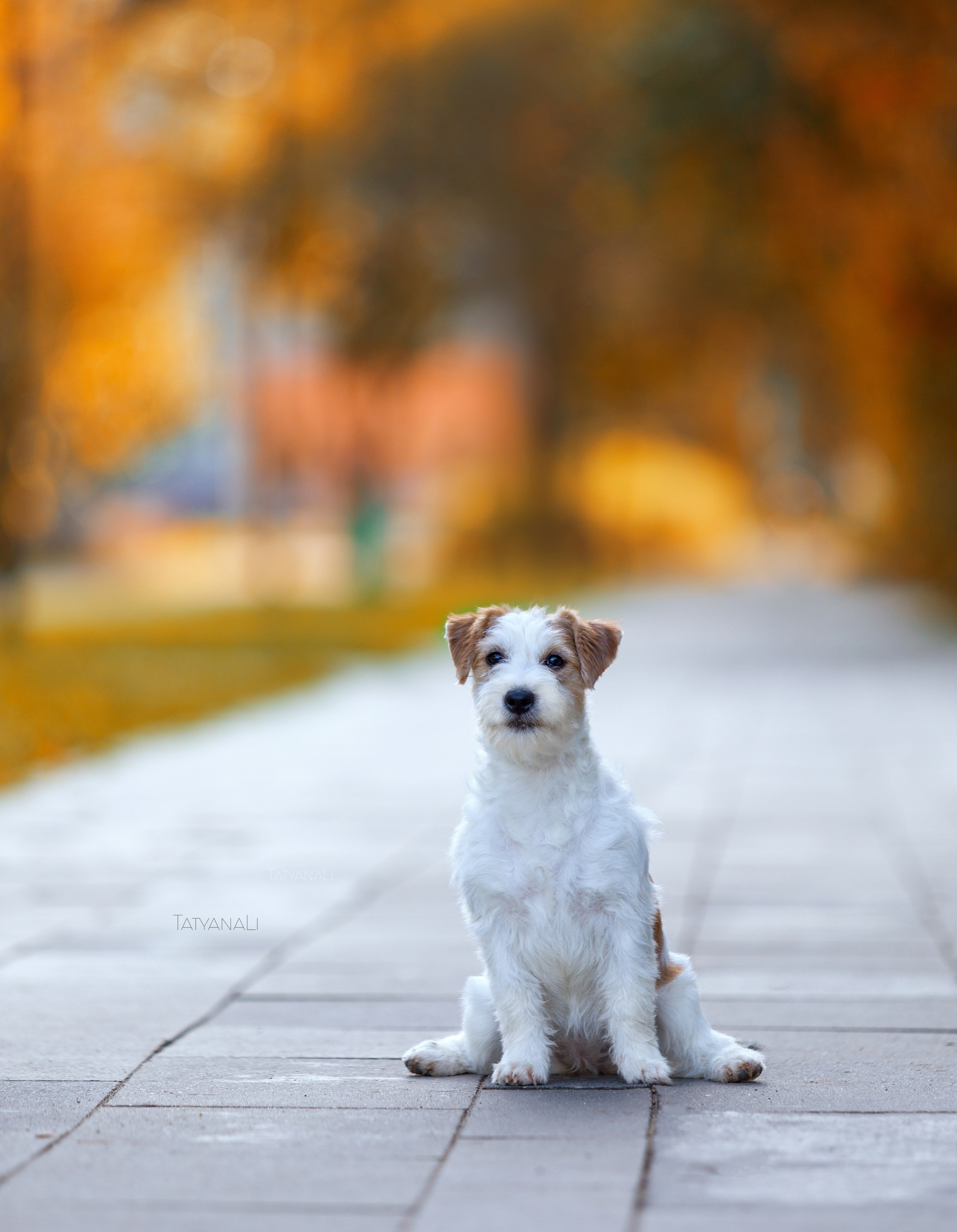 Ассорти. Фотограф — анималист Татьяна Ли