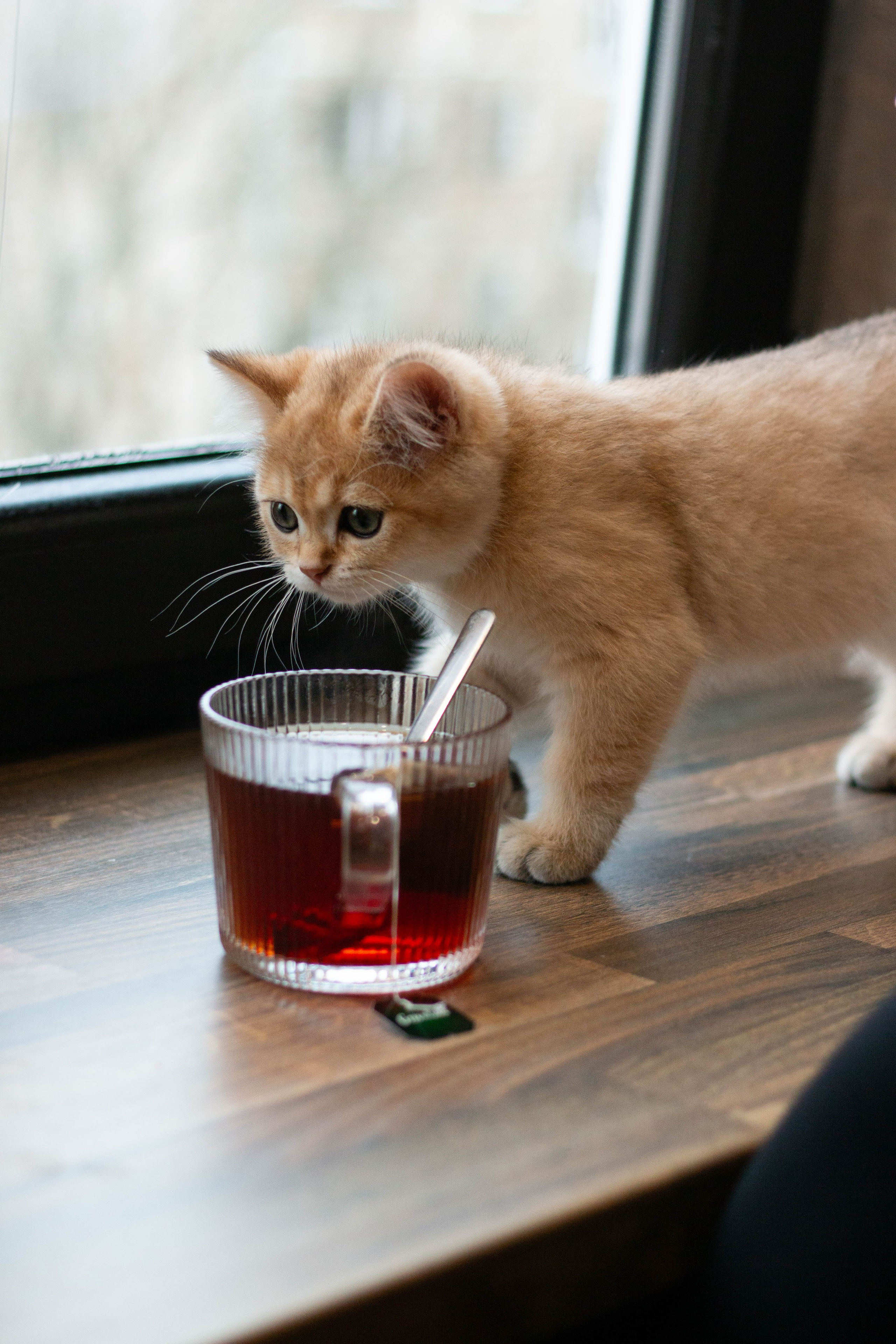 MILANA & RUFUS. Бережно сохраняю ваши чувства и истории на своих фотографиях