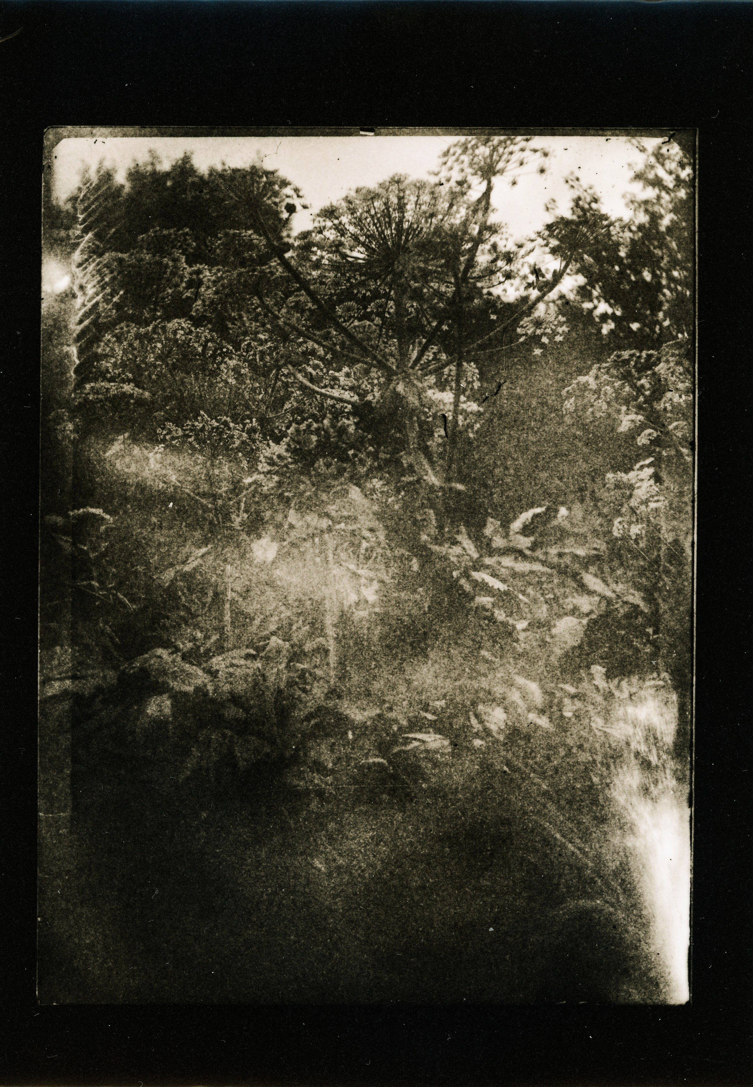Lith prints. Darkroom aesthetics