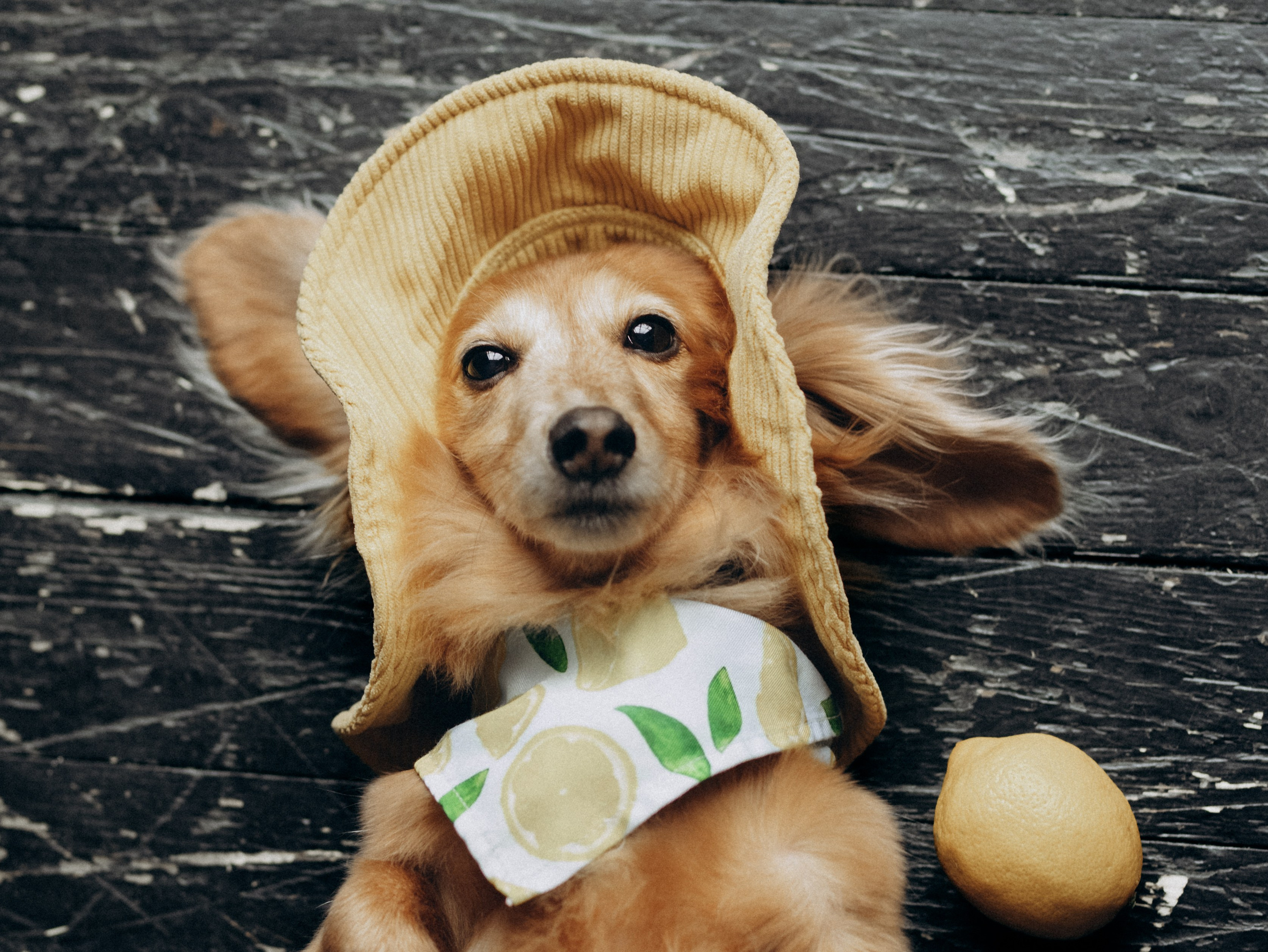 Лимон и Аня. Фотограф-анималист в Москве Кириллова Татьяна