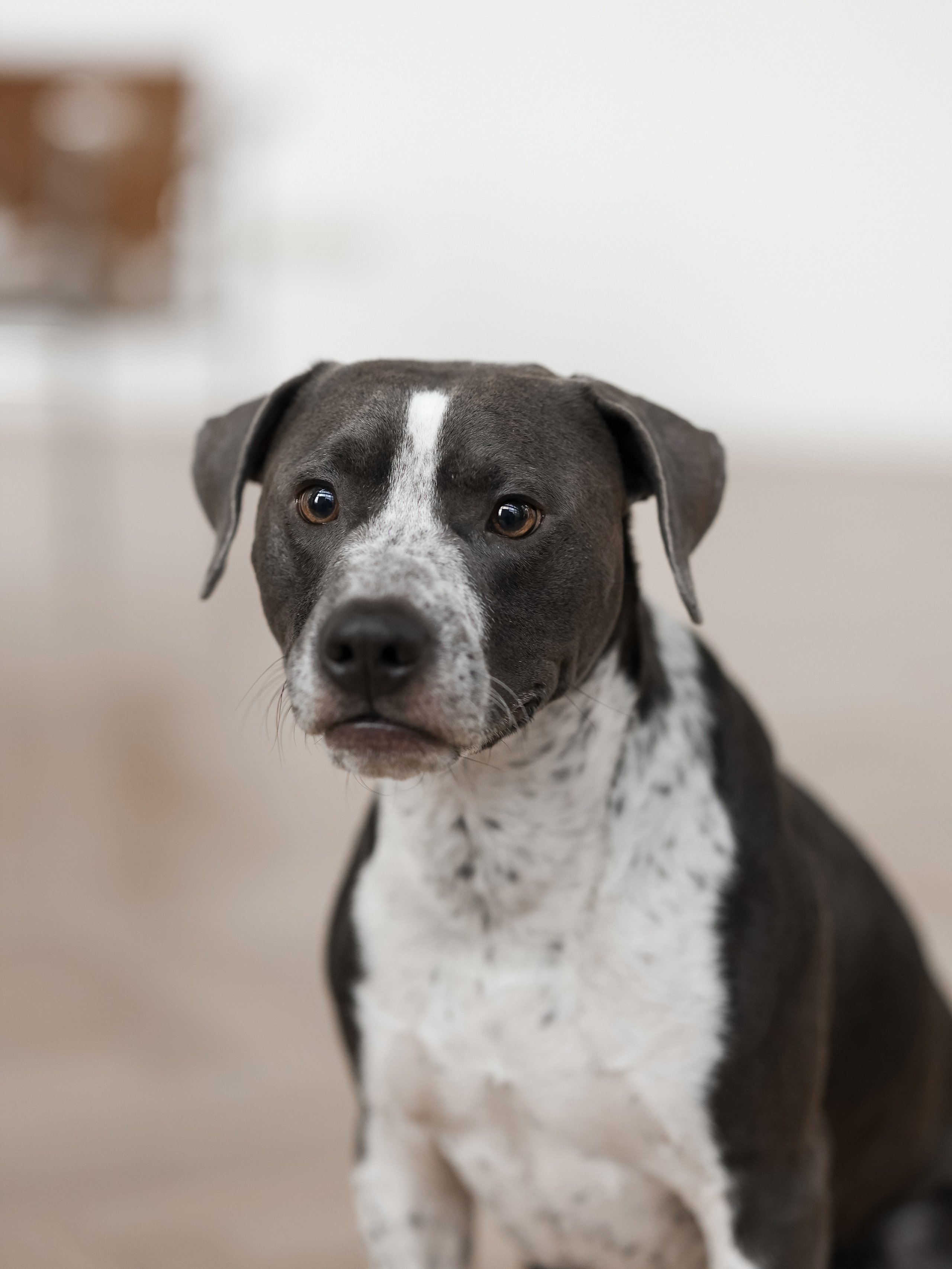 Тортик Даша и Никита. Фотограф-анималист в Москве Кириллова Татьяна