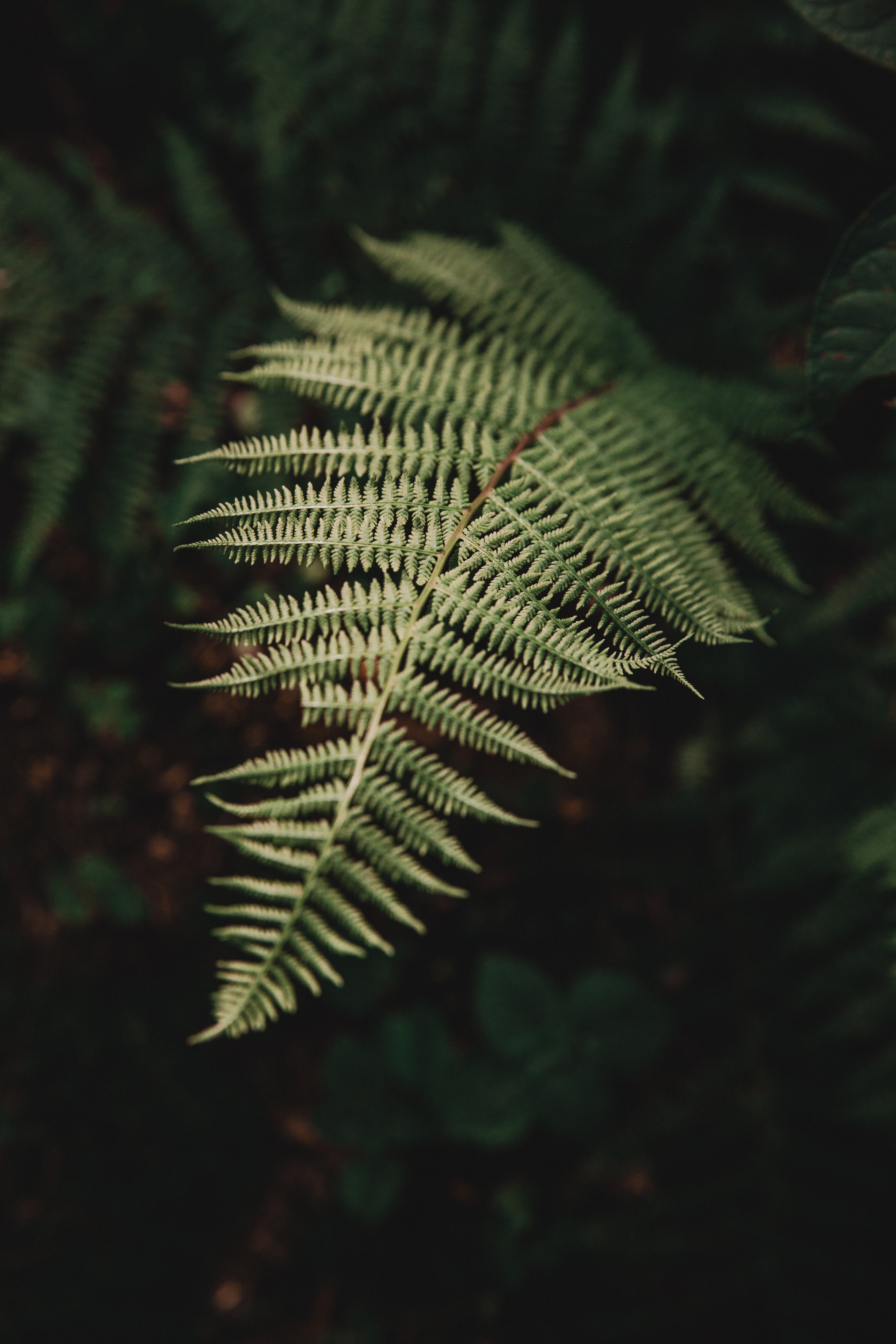 Ораниенбаум. Фотограф и ретушёр Мария Гущина