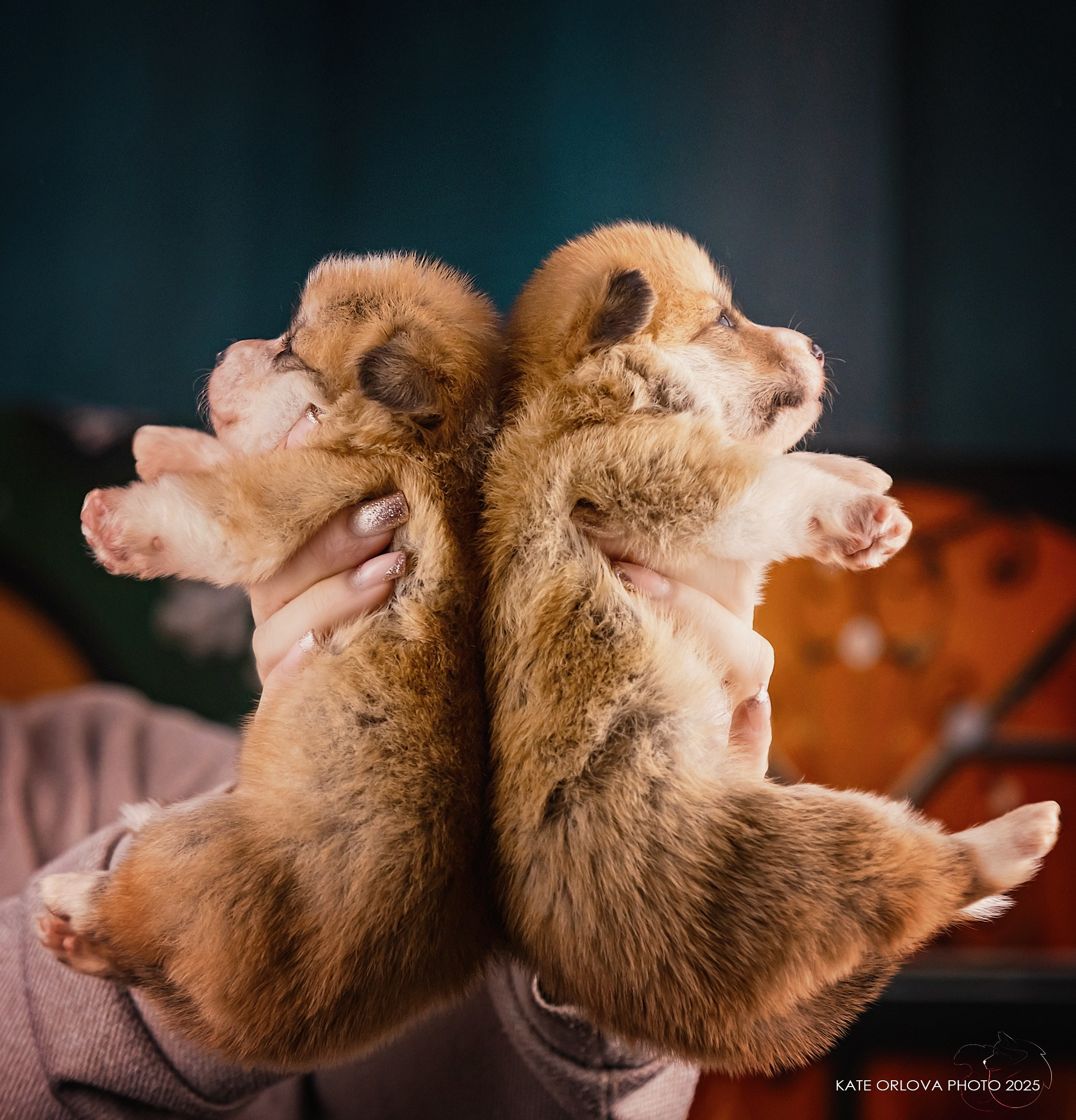 А — Кола и Цесей. Kawaii Kuma питомник собак пород Корги пемброк, Акита ину, Сиба