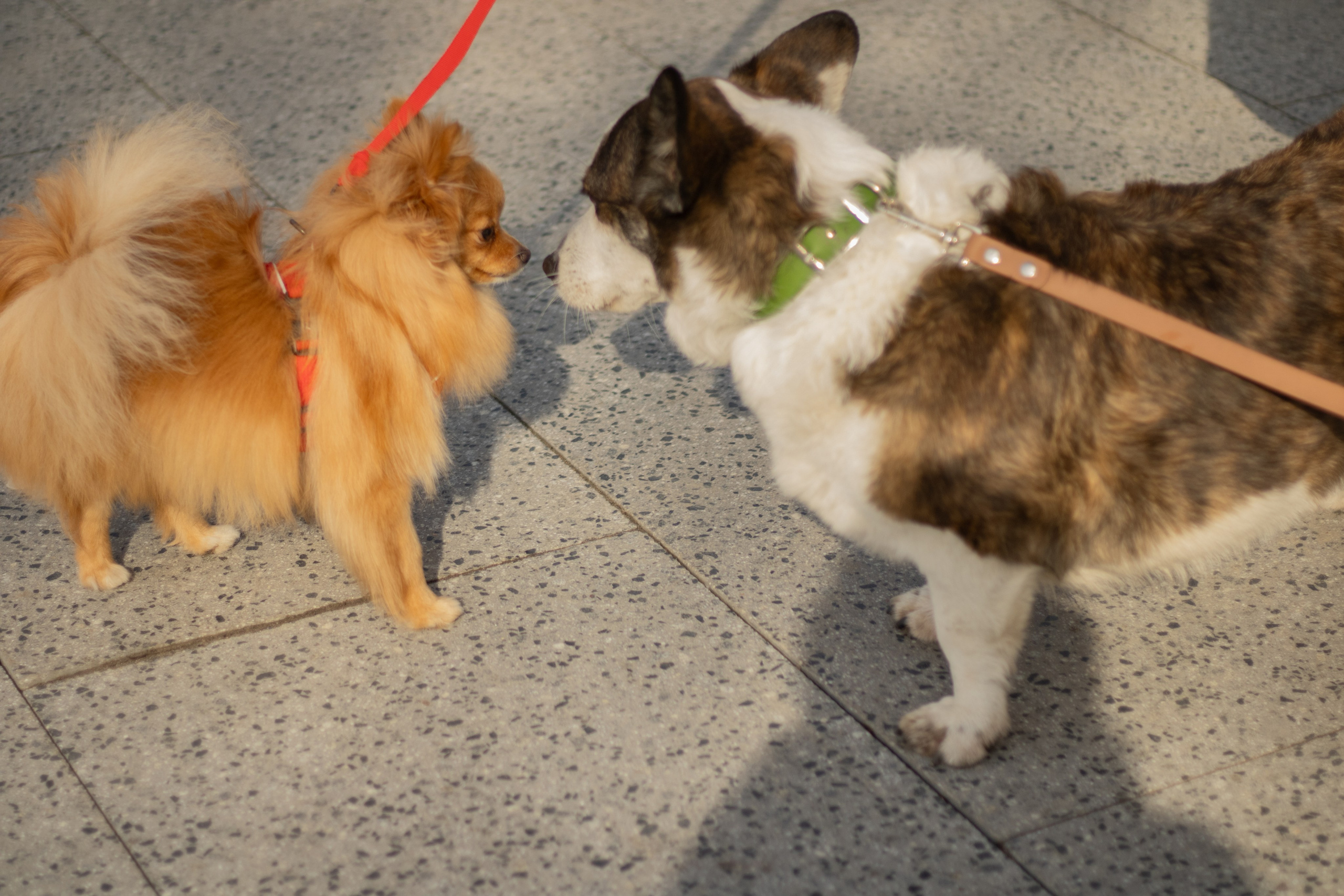 Юлия и Тэя. Катя Попова|ЛайфСтайл фотограф
