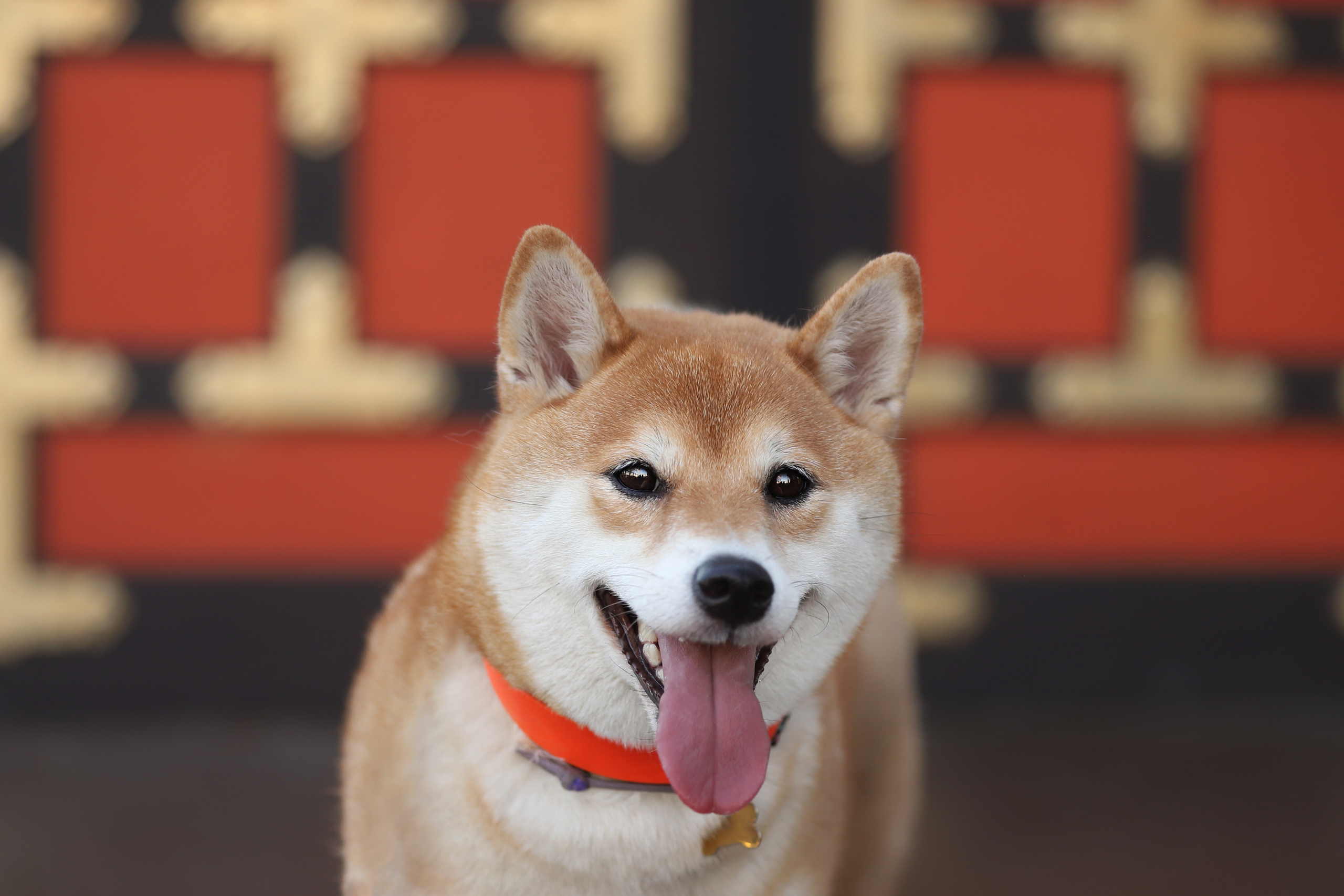 Портретные фотографии. Семейный фотограф-анималист Ирина Андреева