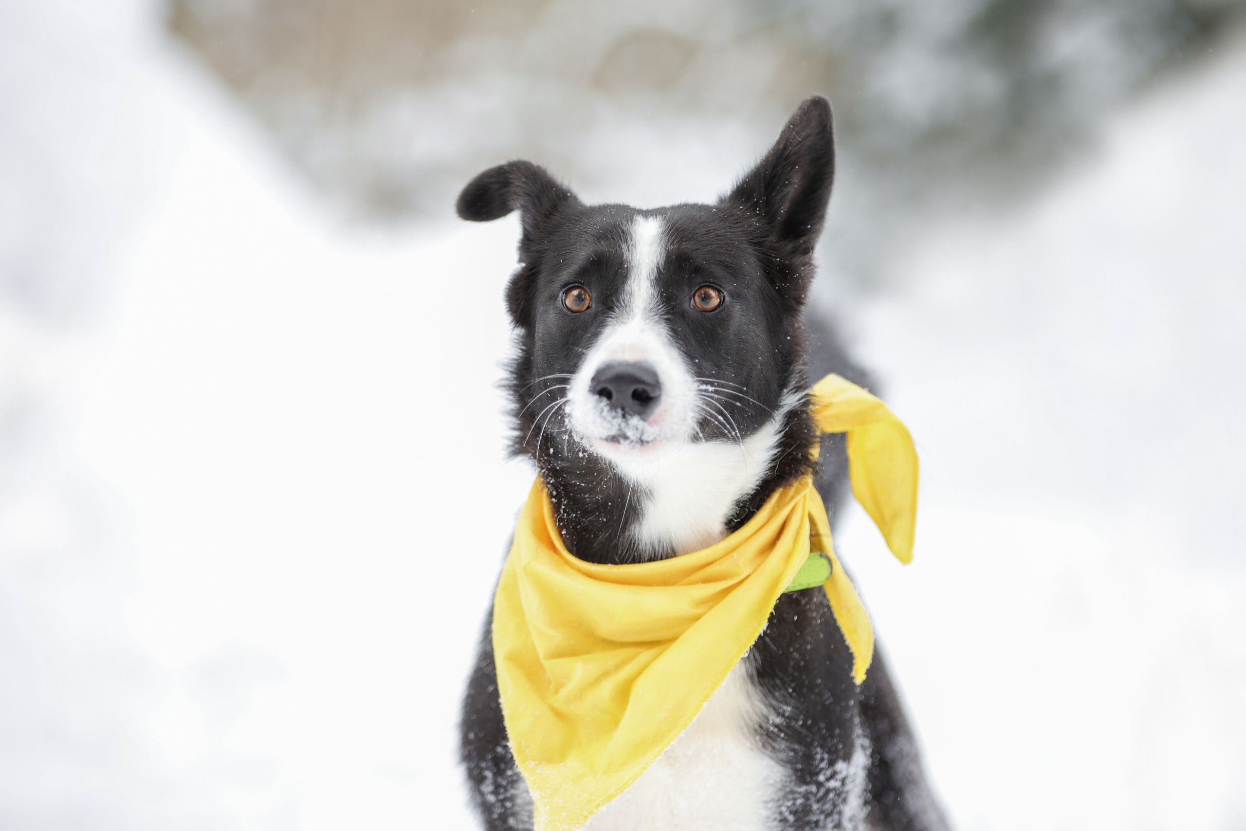 История Елены 1. Семейный фотограф-анималист Ирина Андреева