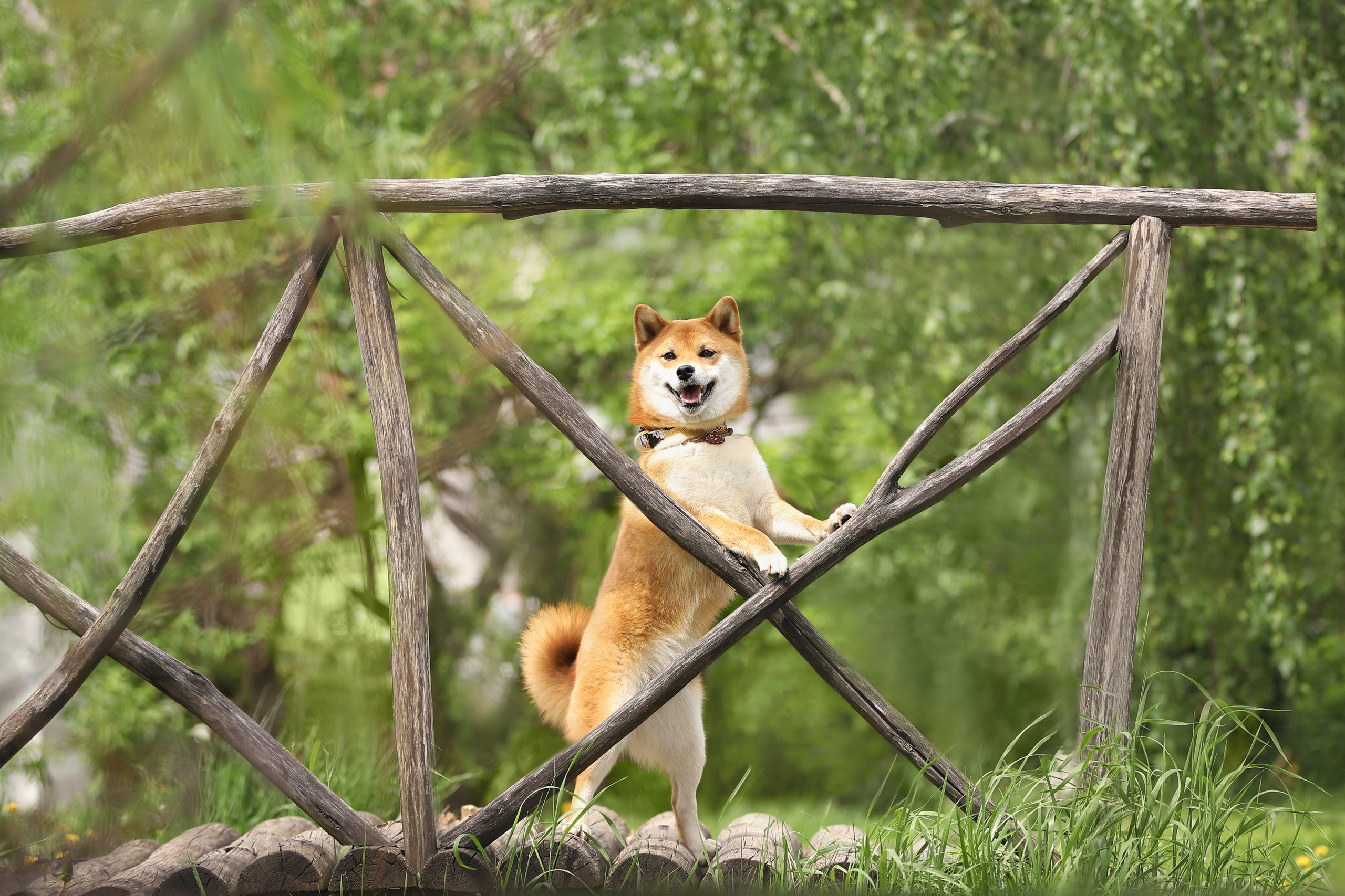 Портретные фотографии. Семейный фотограф-анималист Ирина Андреева