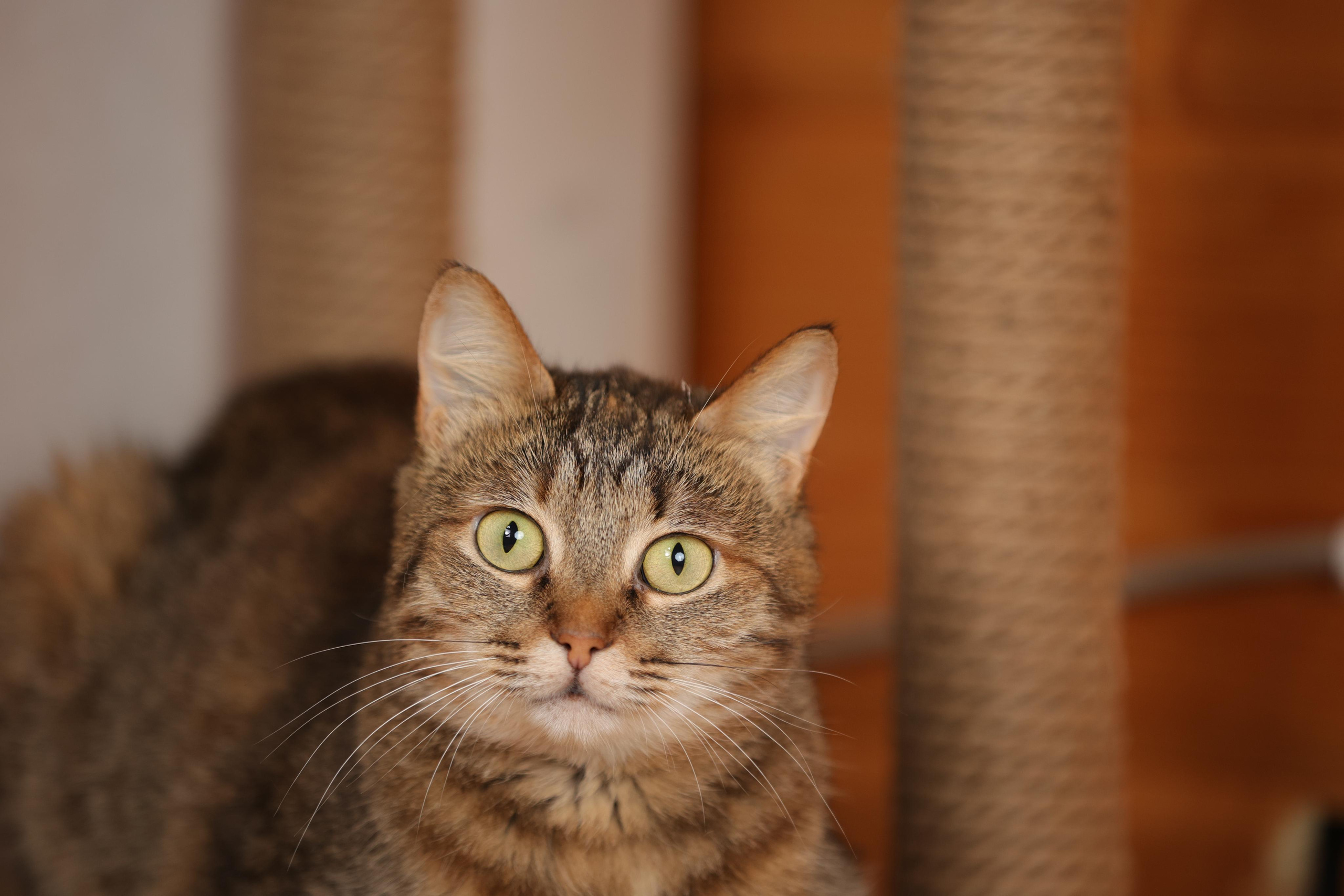 История Елены 1. Семейный фотограф-анималист Ирина Андреева