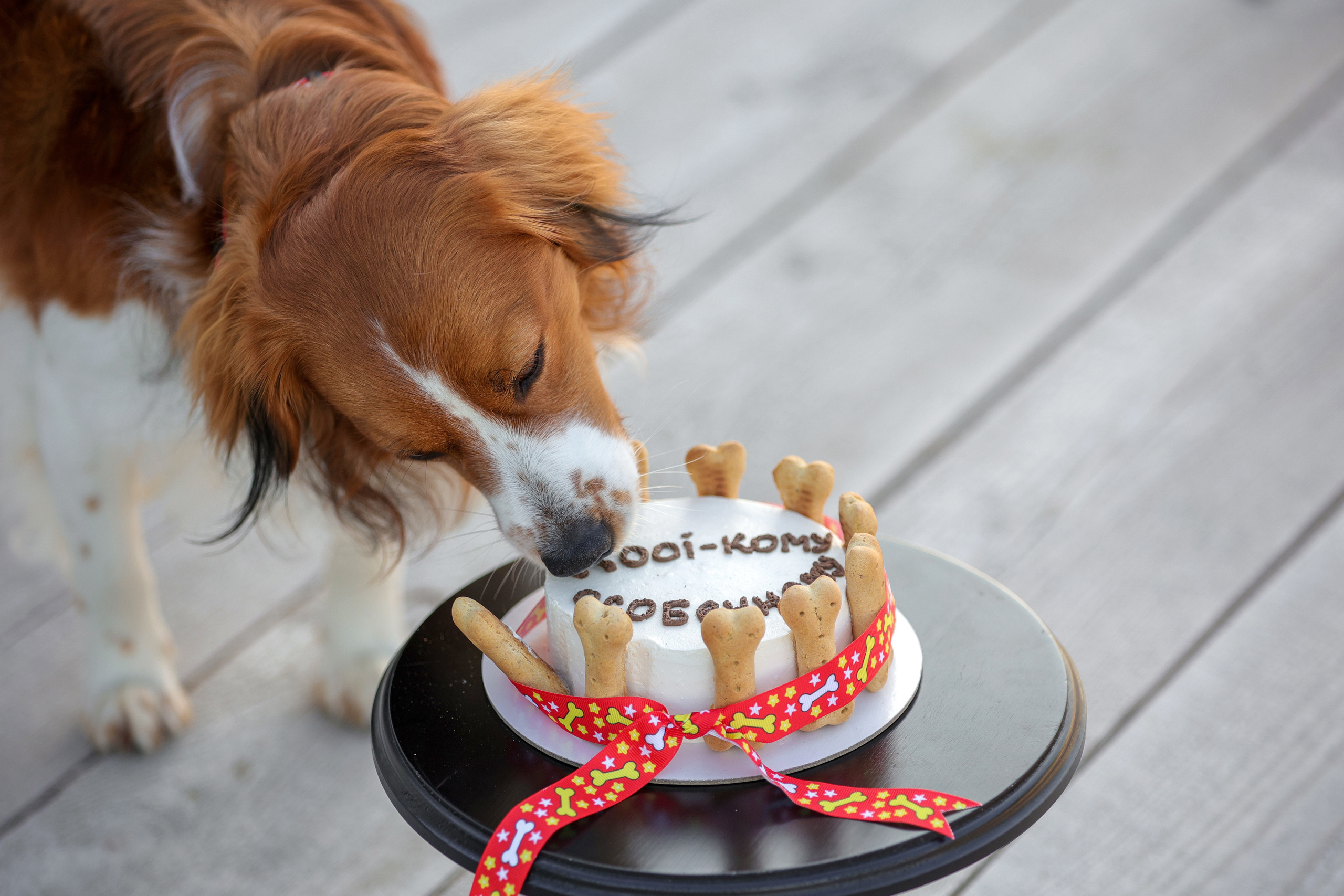 История Наташи Мельница. Семейный фотограф-анималист Ирина Андреева