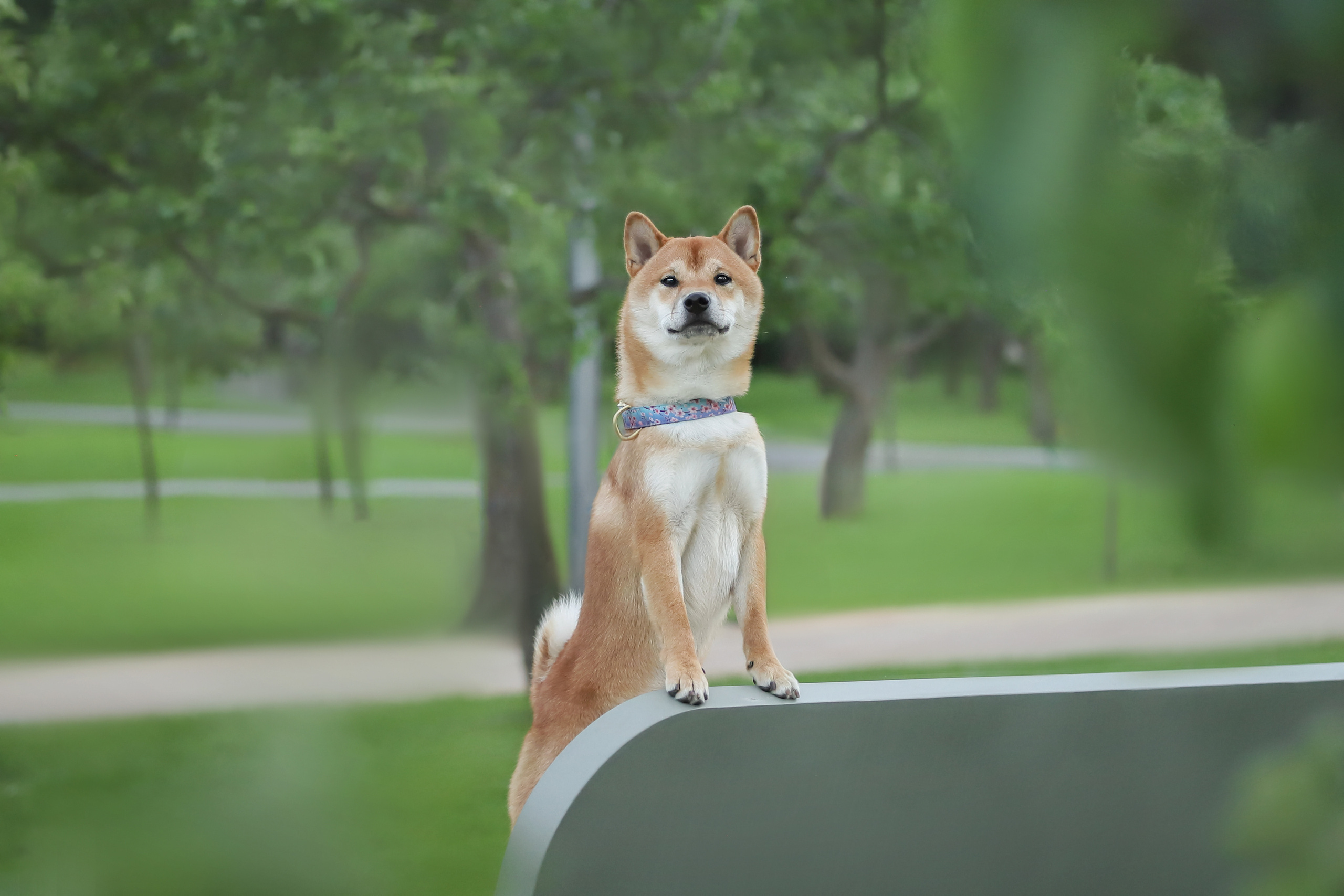 История Ксюши и Илюши. Семейный фотограф-анималист Ирина Андреева