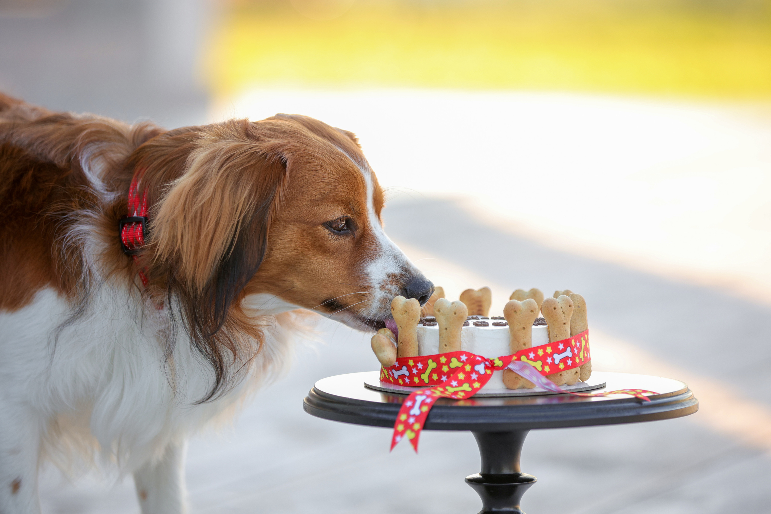 История Наташи Мельница. Семейный фотограф-анималист Ирина Андреева
