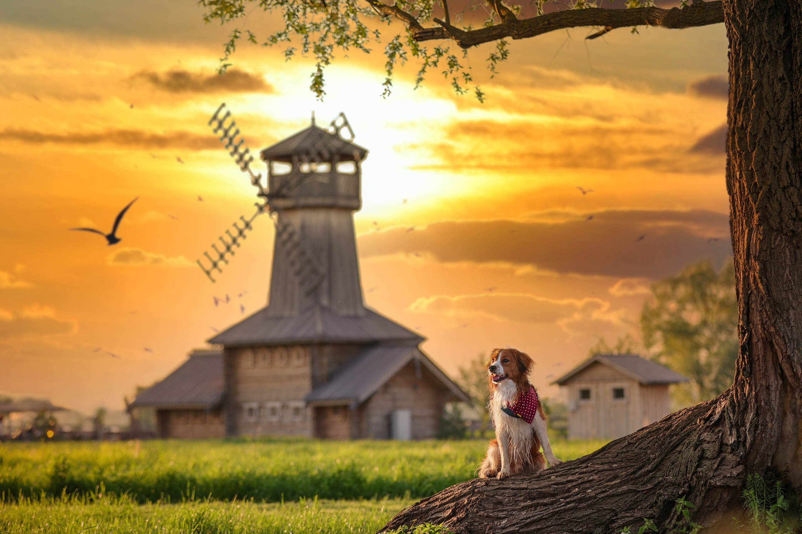 История Наташи Мельница. Семейный фотограф-анималист Ирина Андреева