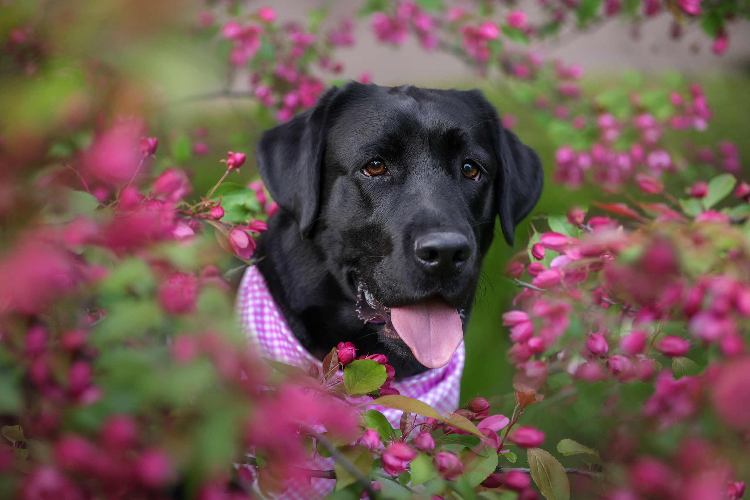 Портретные фотографии. Семейный фотограф-анималист Ирина Андреева