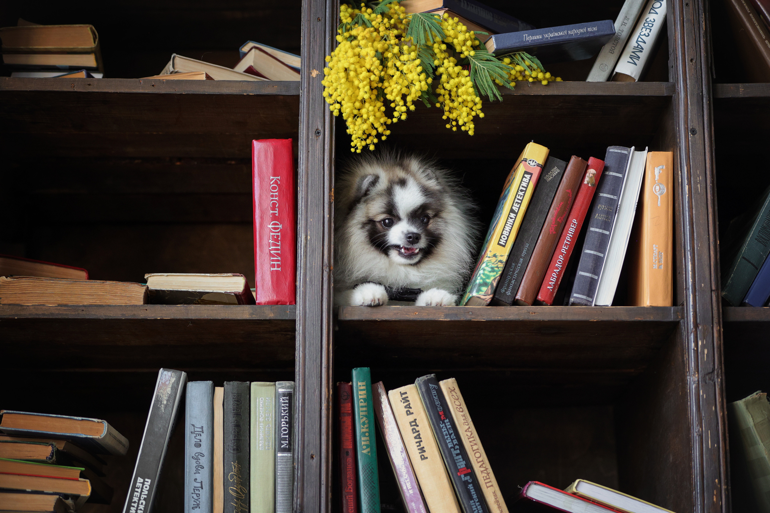Портретные фотографии. Семейный фотограф-анималист Ирина Андреева