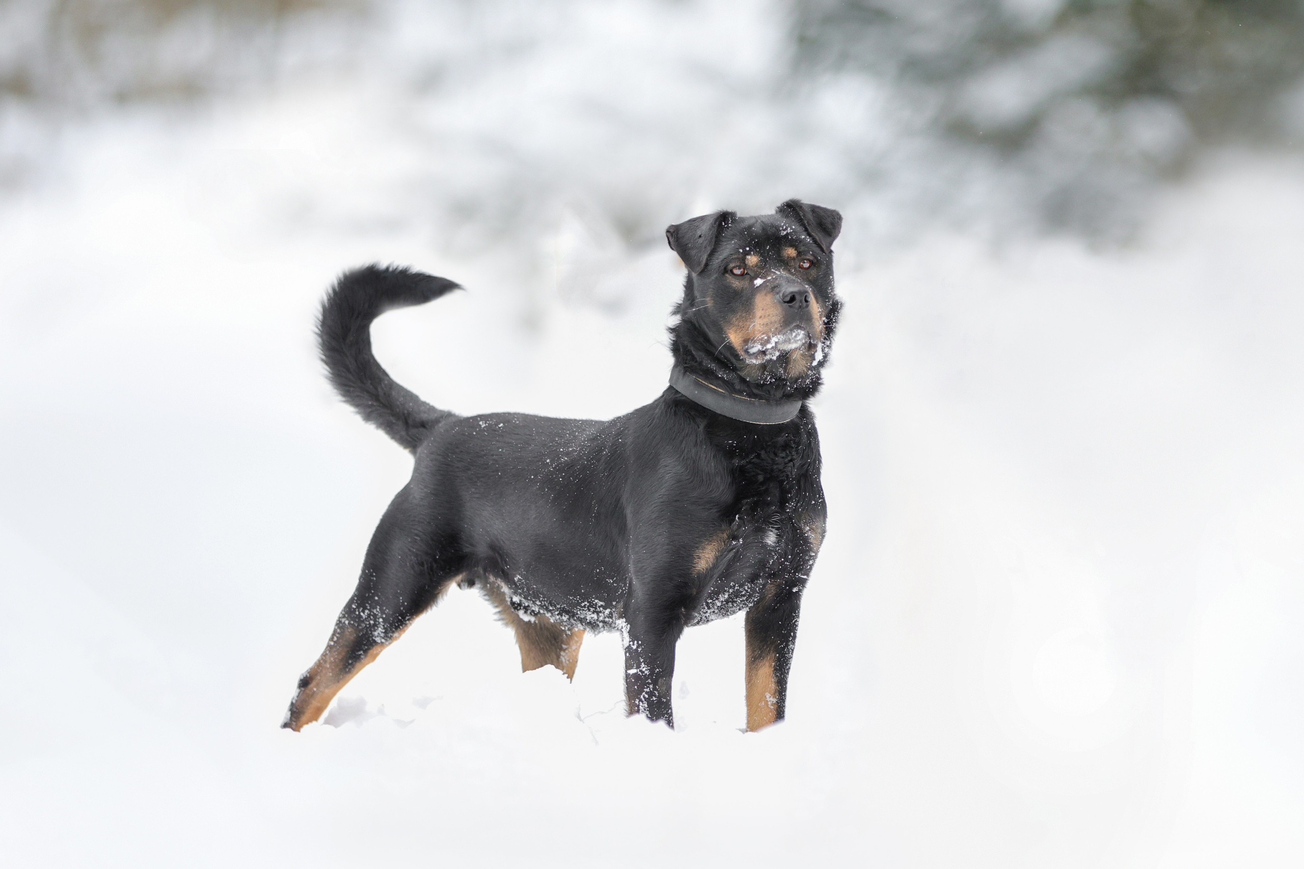 История Елены 1. Семейный фотограф-анималист Ирина Андреева