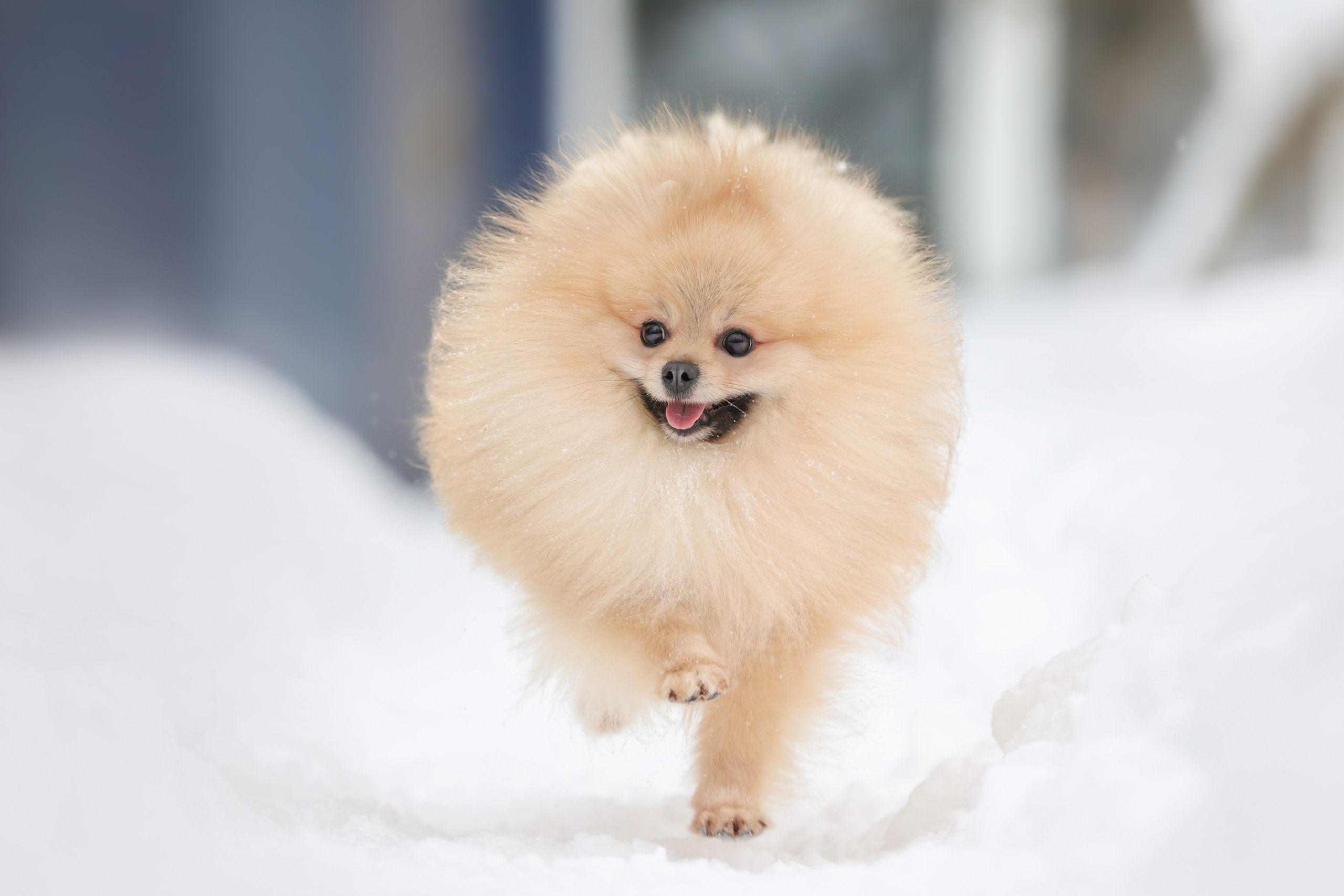 Фотографии в движении. Семейный фотограф-анималист Ирина Андреева