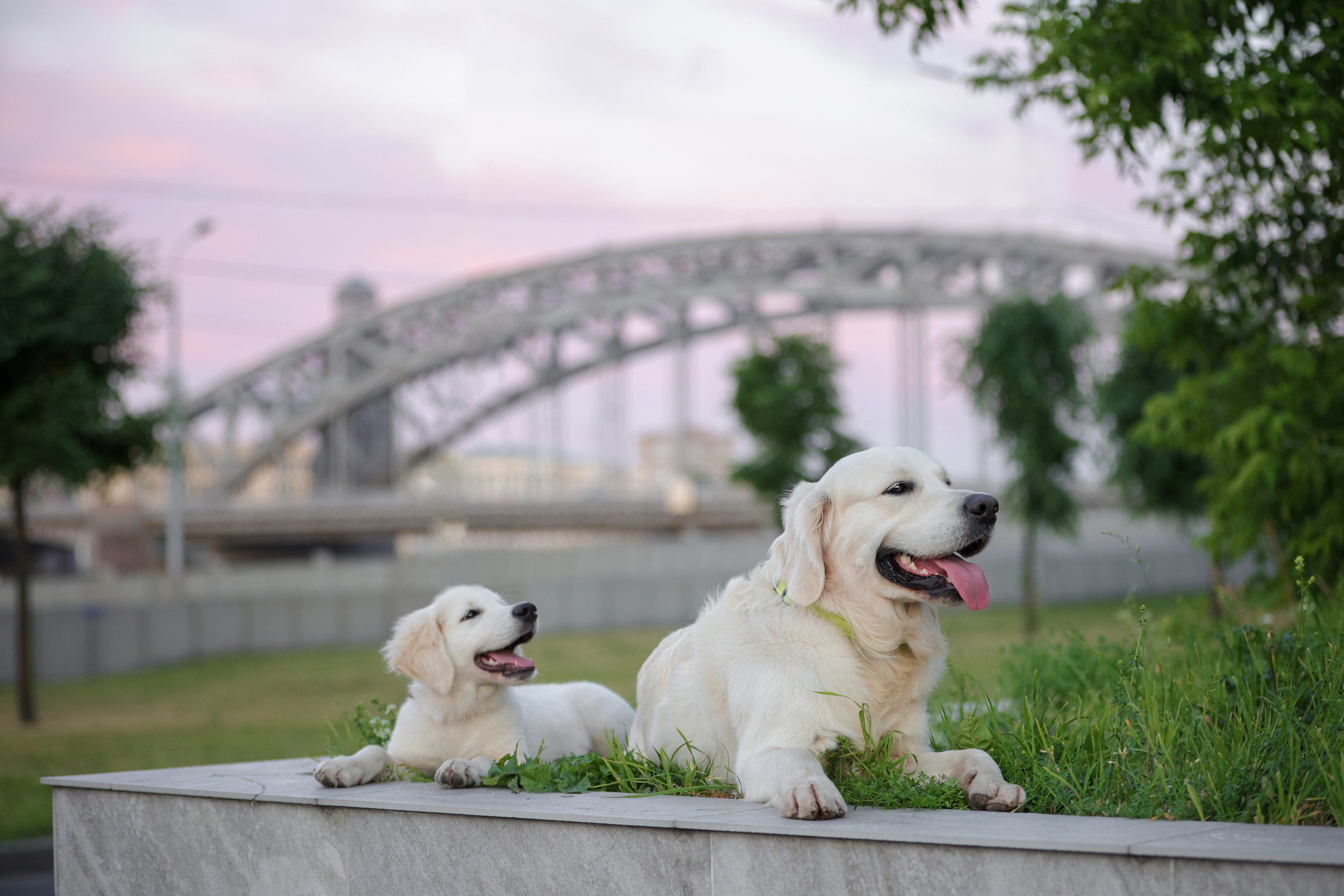Портретные фотографии. Семейный фотограф-анималист Ирина Андреева