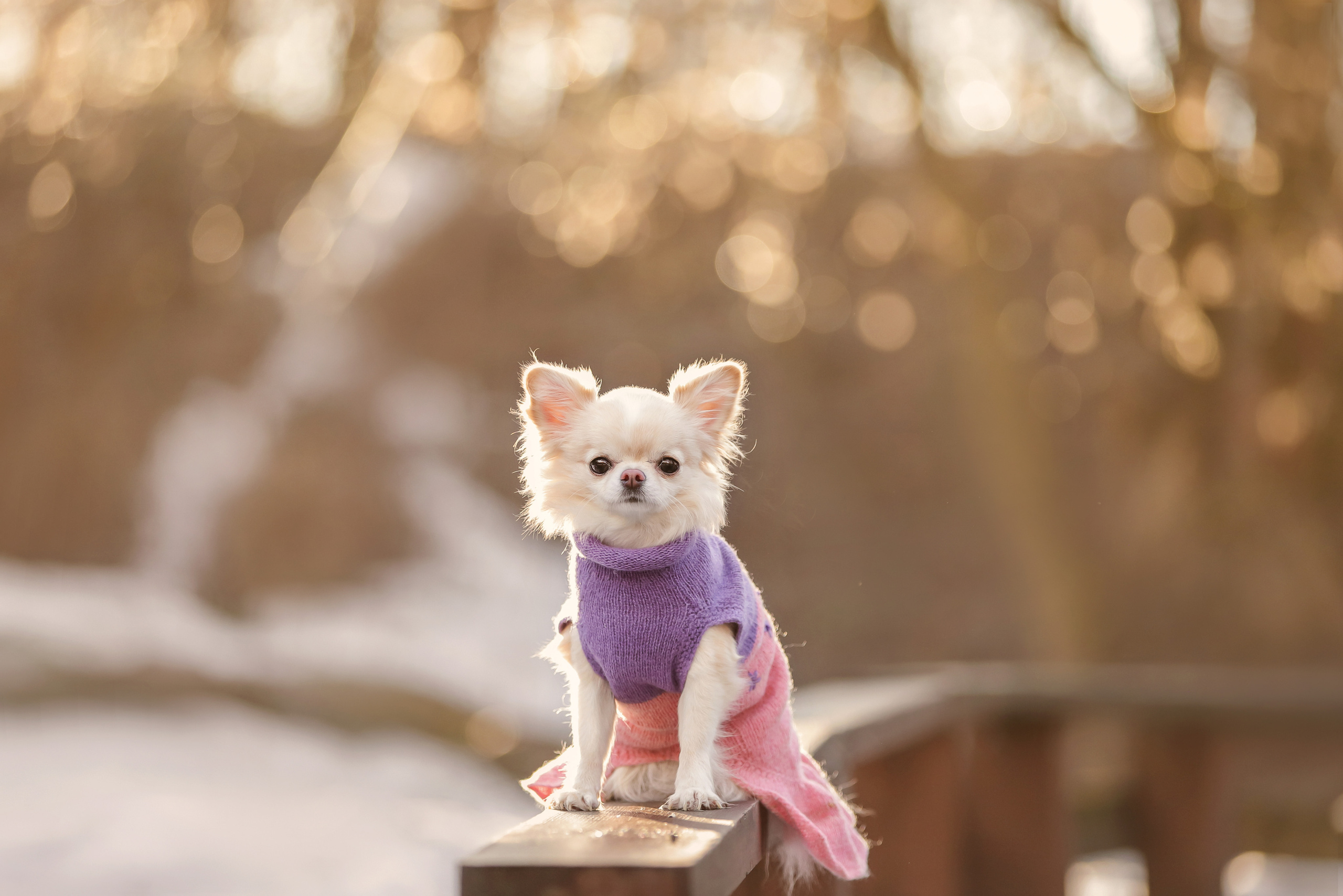 Портретные фотографии. Семейный фотограф-анималист Ирина Андреева