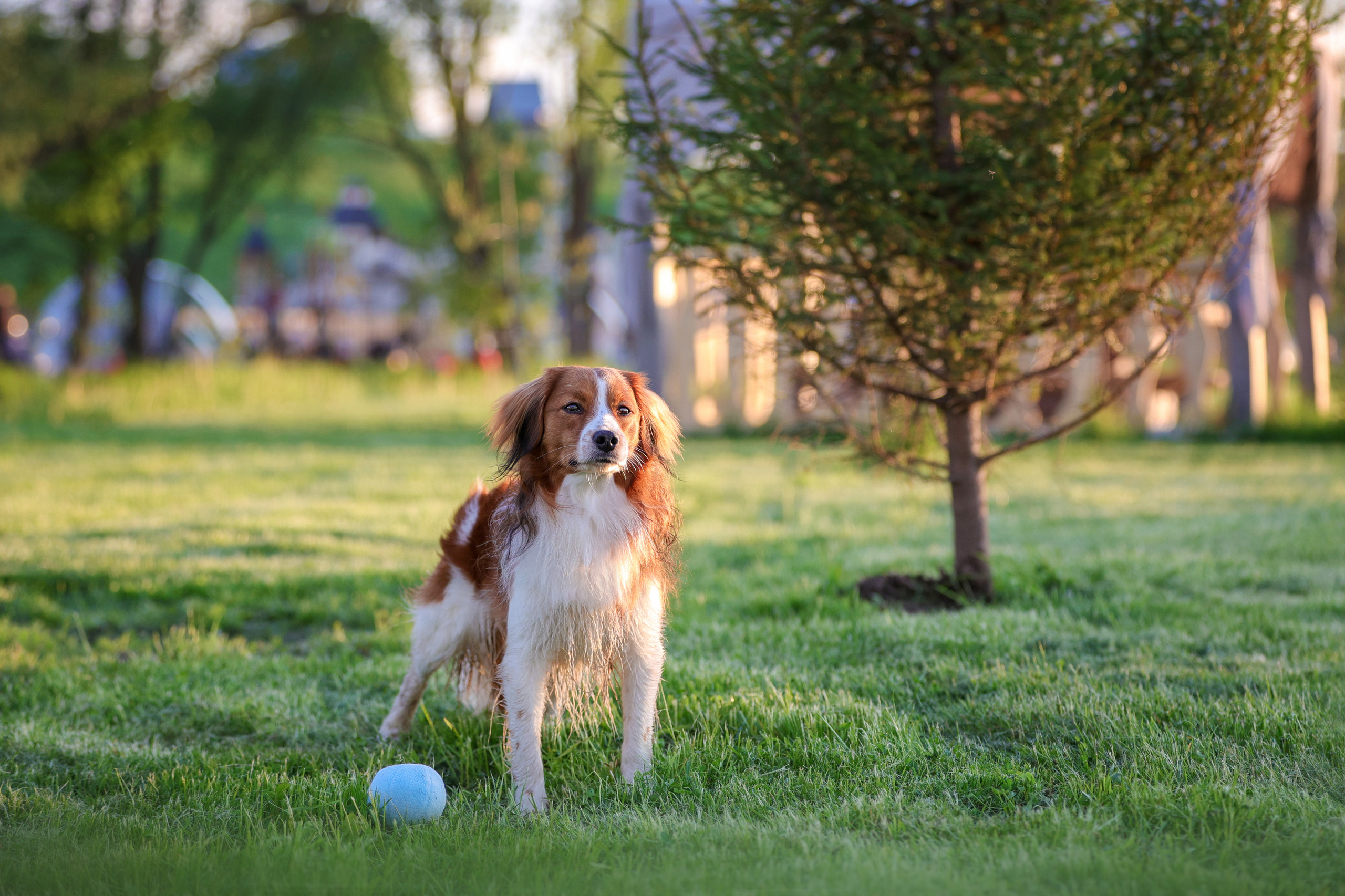 История Наташи Мельница. Семейный фотограф-анималист Ирина Андреева