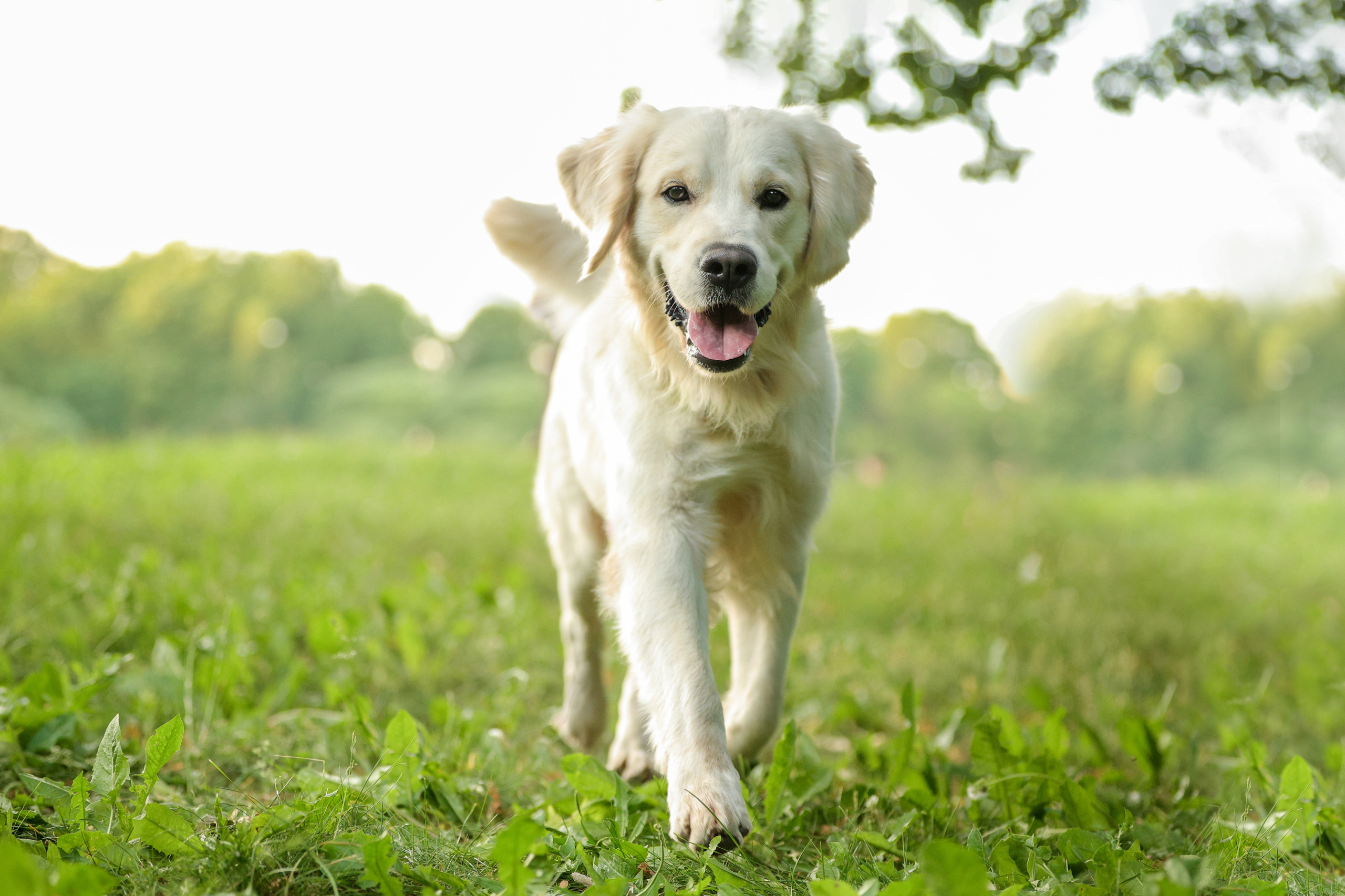 Портретные фотографии. Семейный фотограф-анималист Ирина Андреева