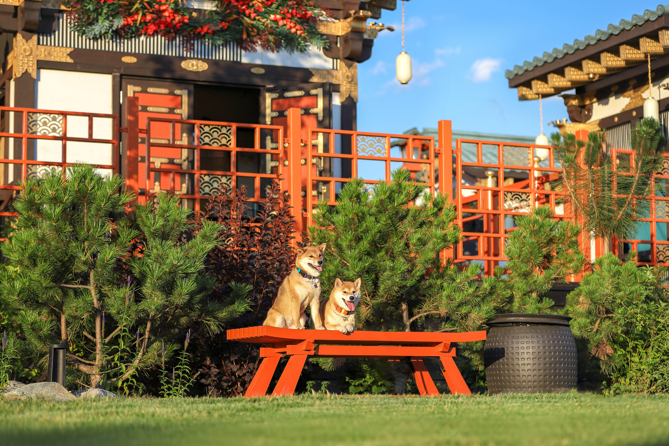 Портретные фотографии. Семейный фотограф-анималист Ирина Андреева