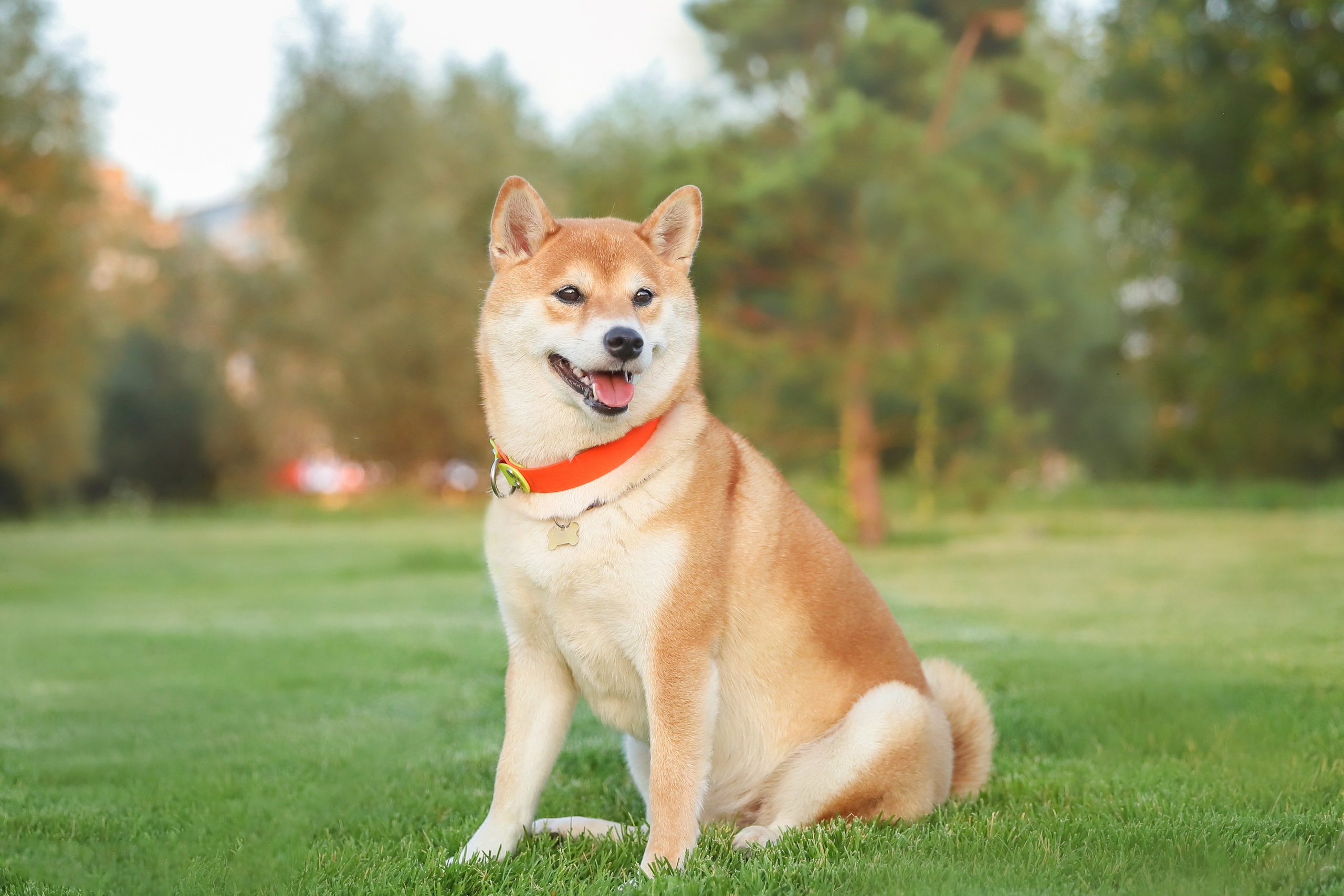 Портретные фотографии. Семейный фотограф-анималист Ирина Андреева