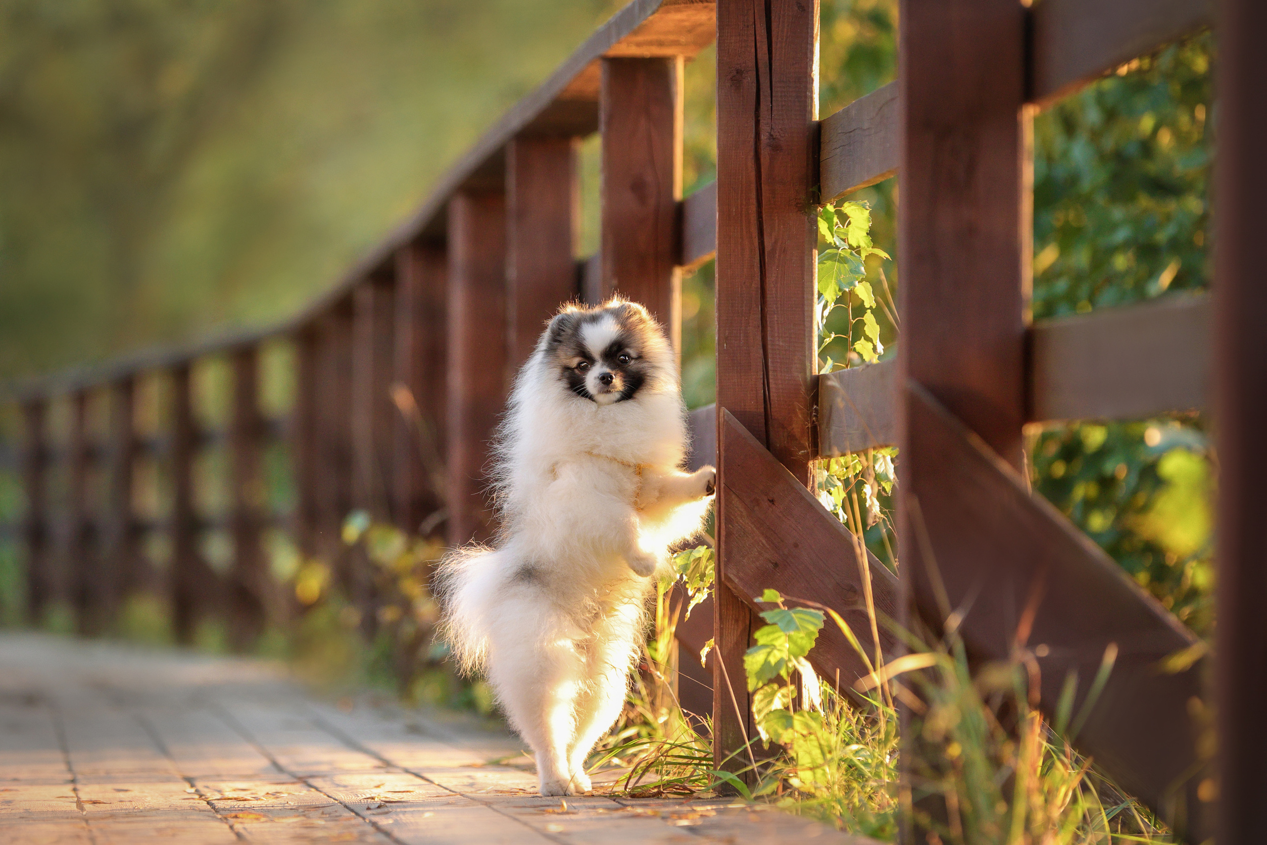 Портретные фотографии. Семейный фотограф-анималист Ирина Андреева