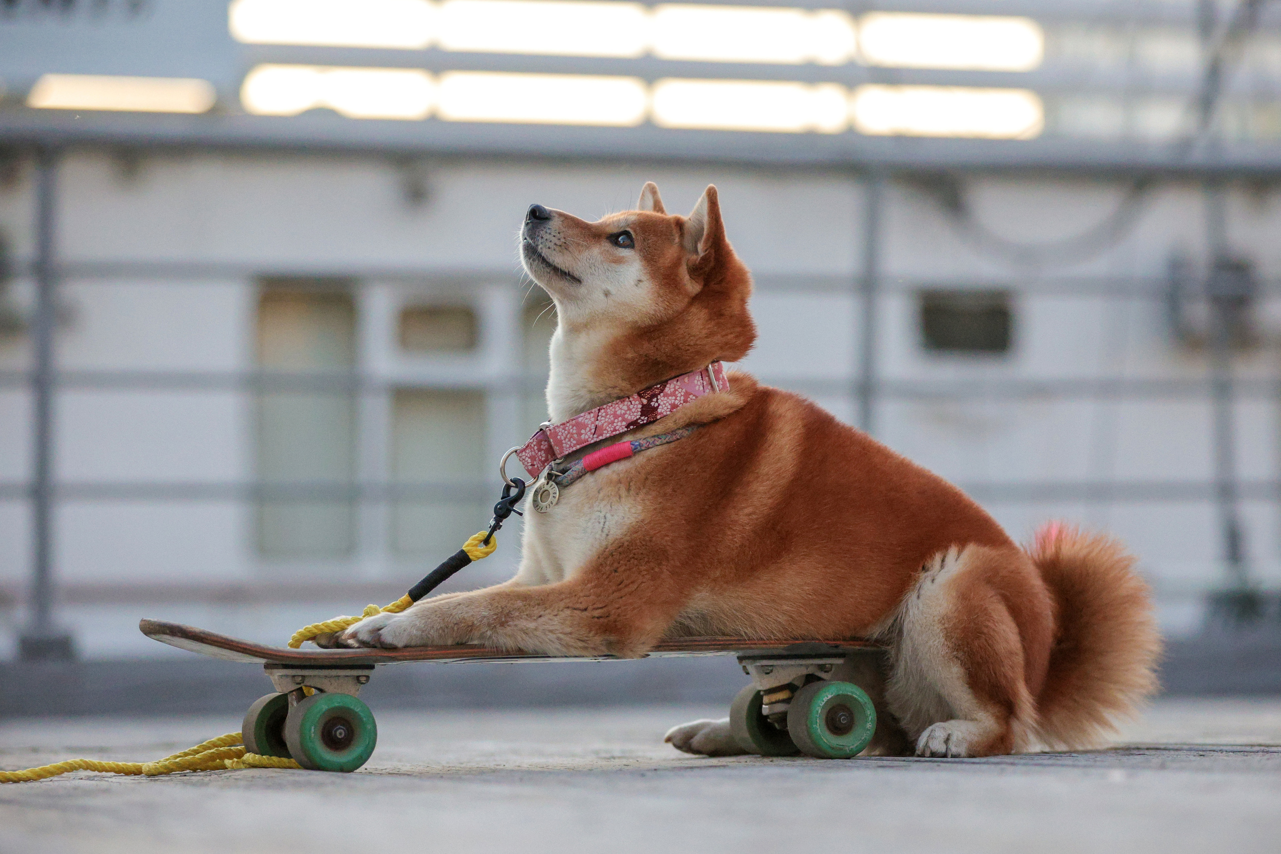 История Ирины. Семейный фотограф-анималист Ирина Андреева