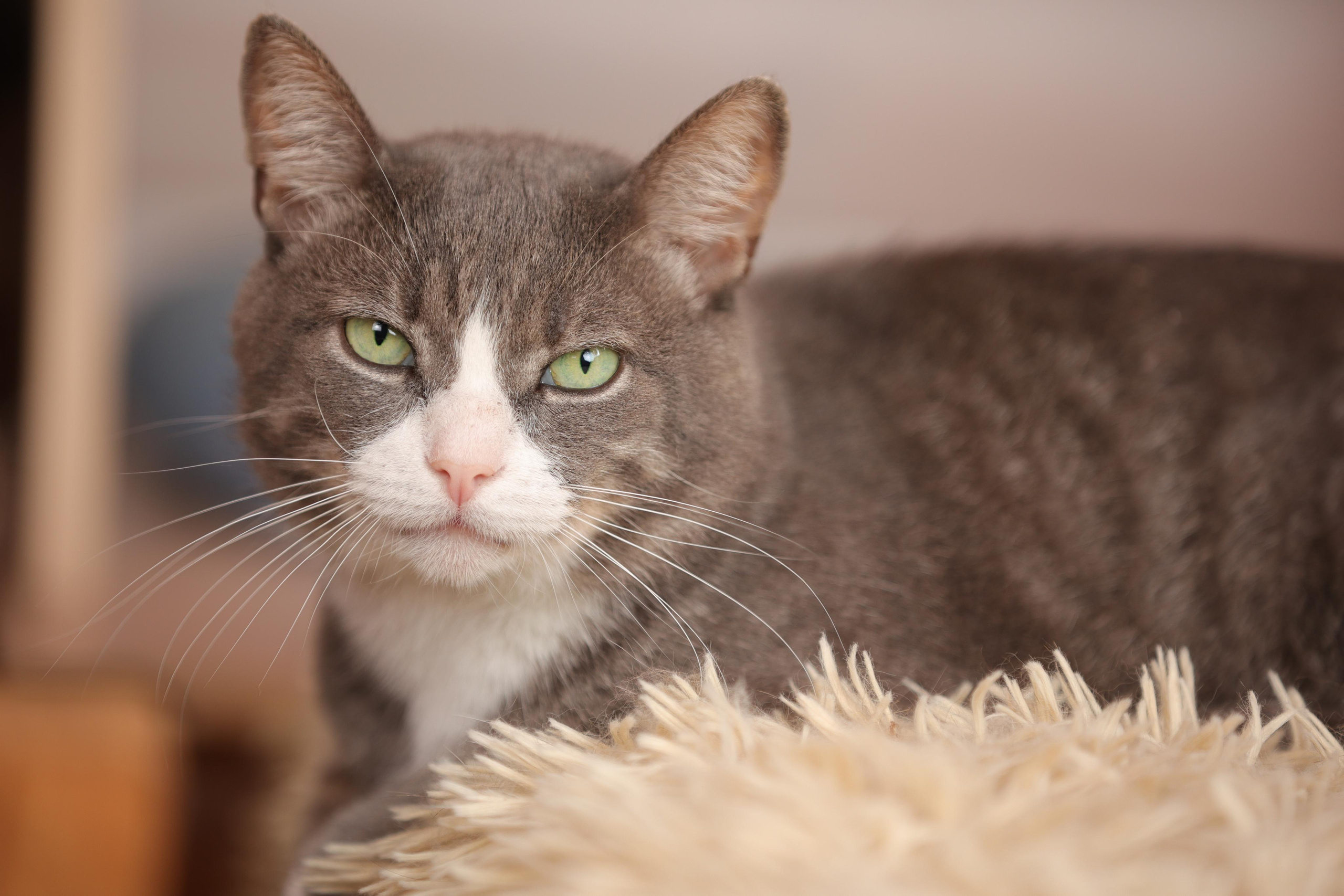 История Елены 1. Семейный фотограф-анималист Ирина Андреева