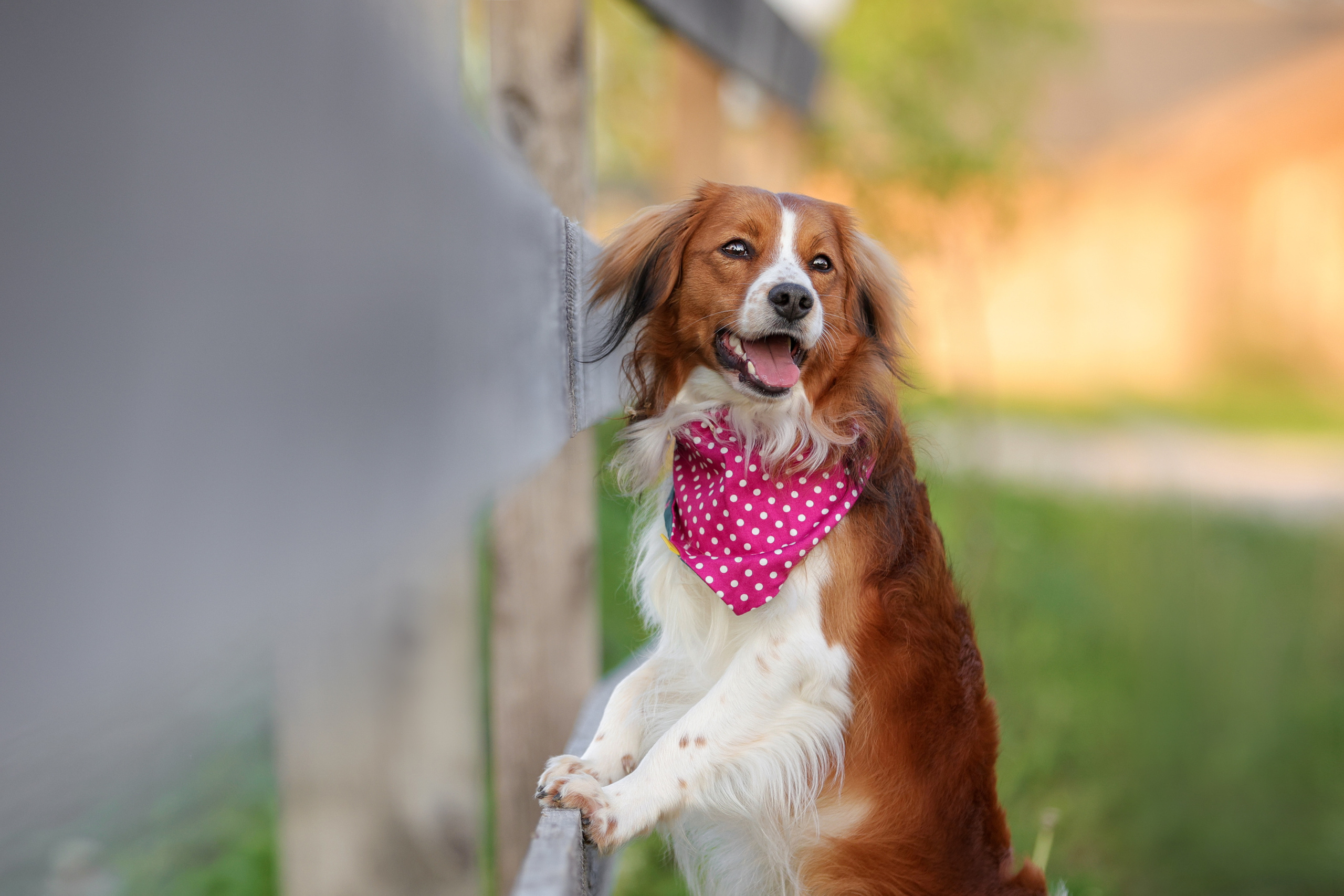 Портретные фотографии. Семейный фотограф-анималист Ирина Андреева