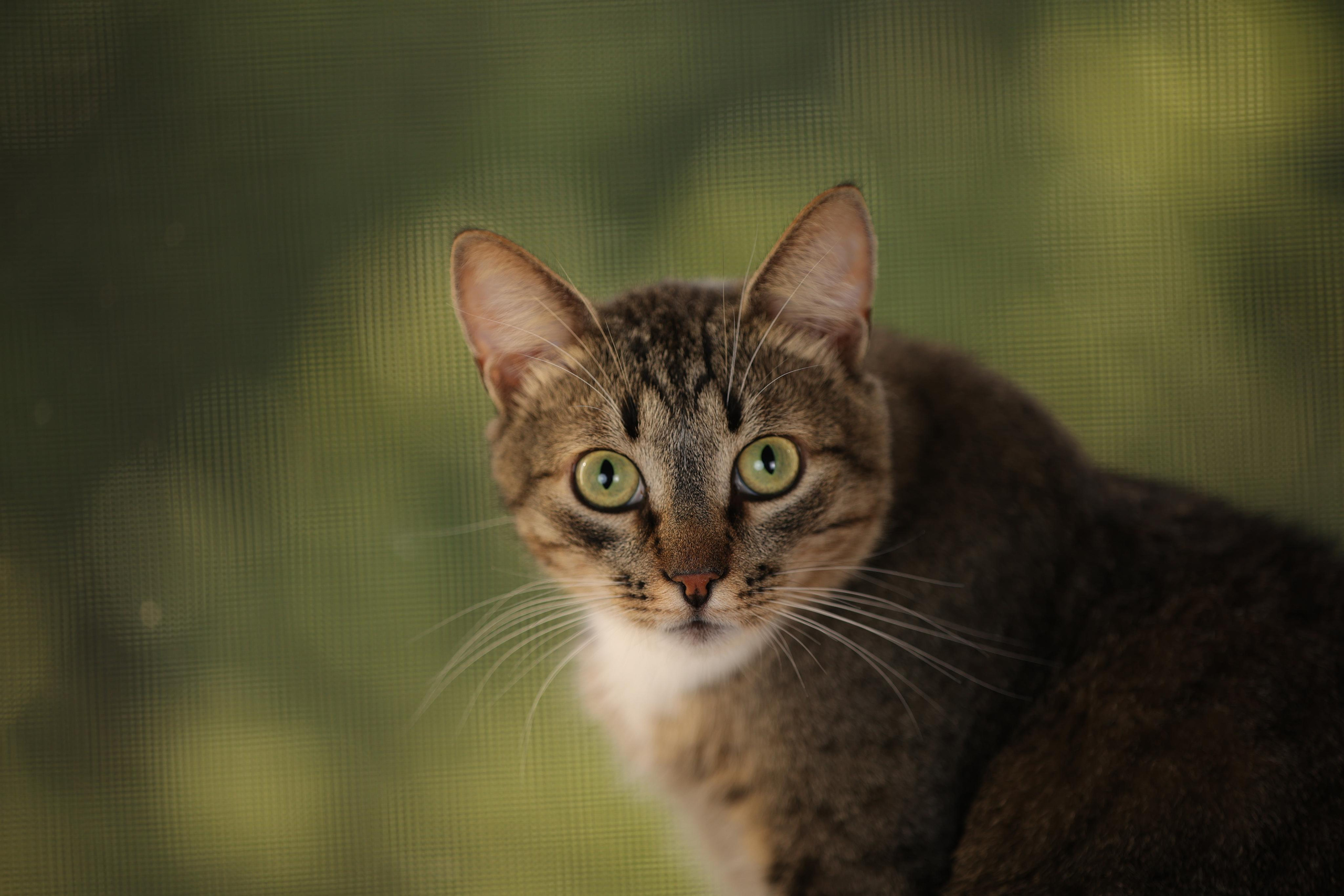 История Елены 1. Семейный фотограф-анималист Ирина Андреева