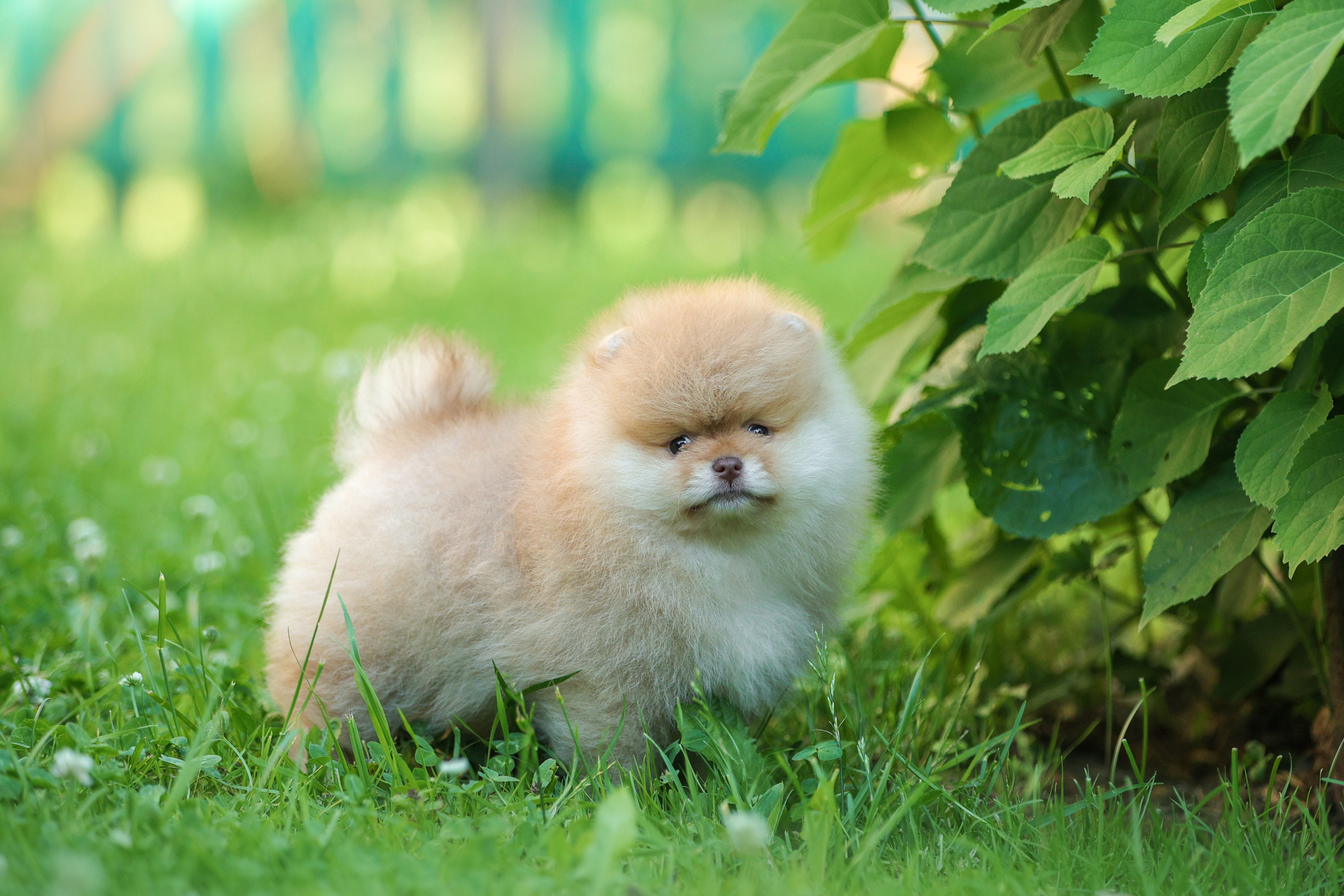 История Натальи. Семейный фотограф-анималист Ирина Андреева