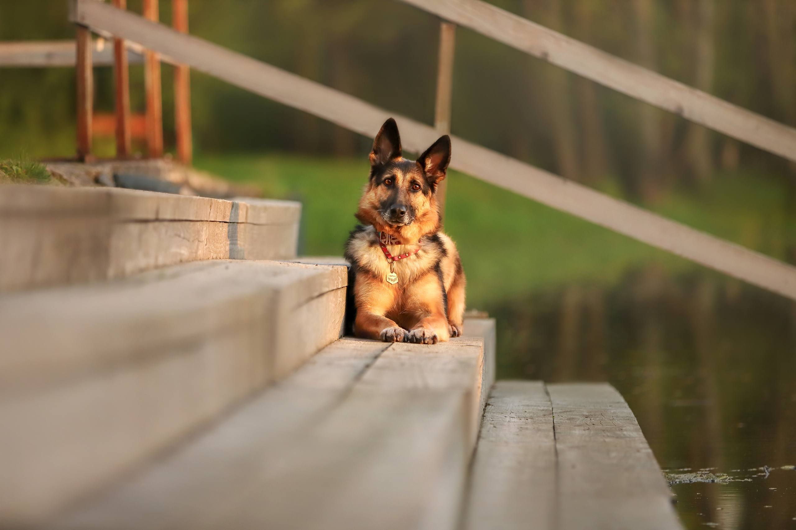 Портретные фотографии. Семейный фотограф-анималист Ирина Андреева