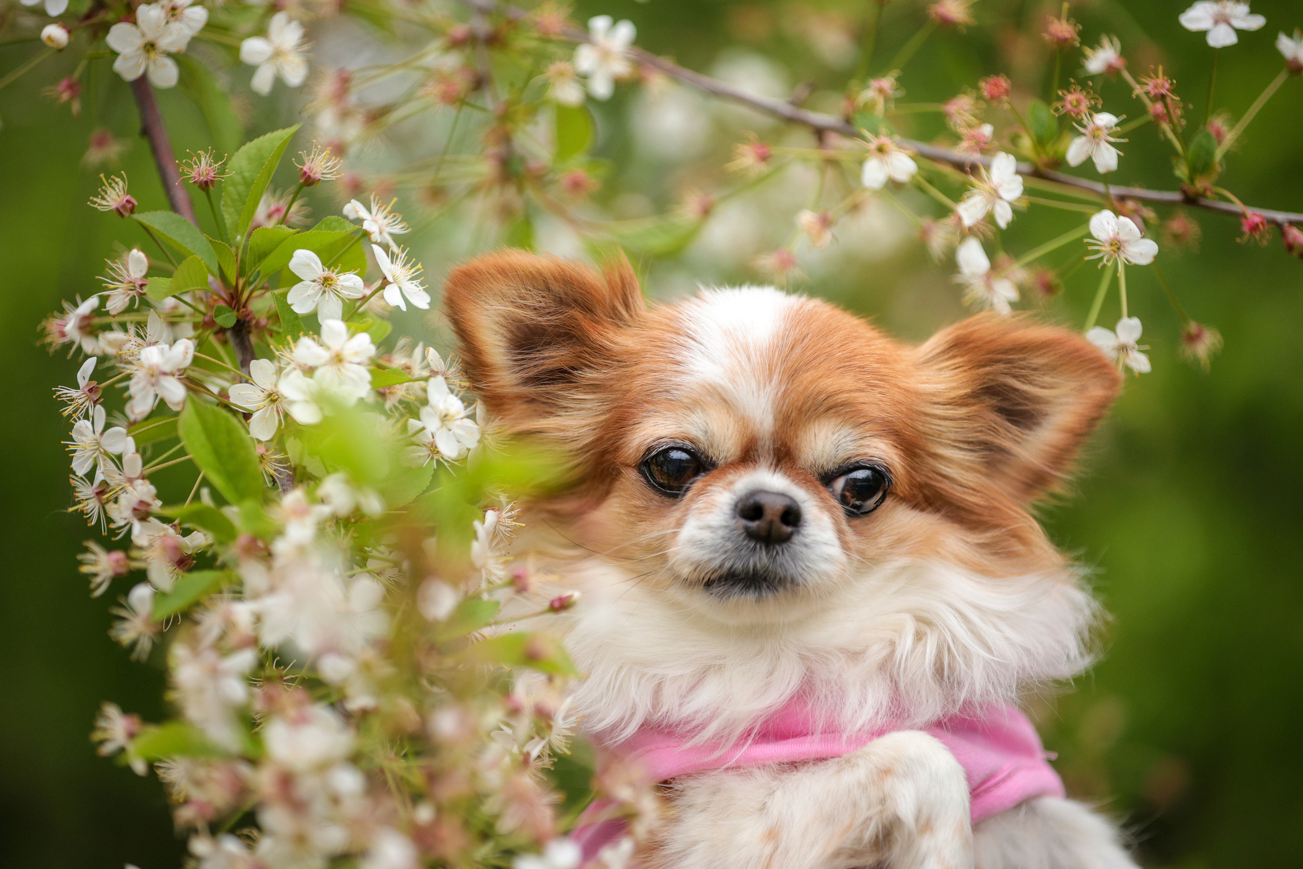 Портретные фотографии. Семейный фотограф-анималист Ирина Андреева