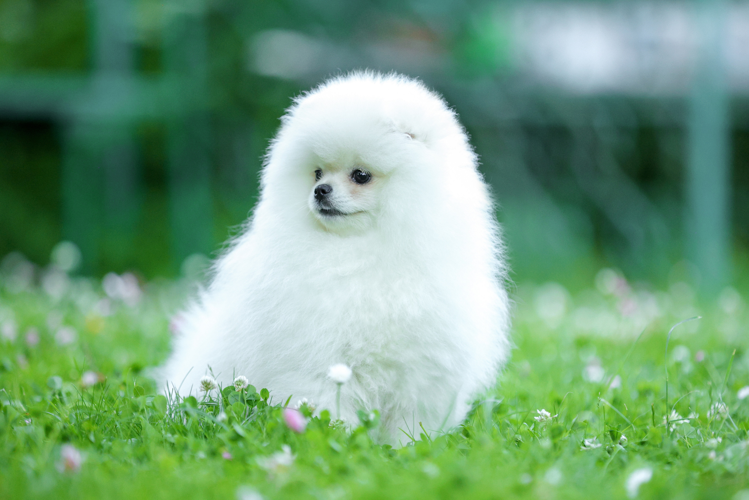 История Натальи. Семейный фотограф-анималист Ирина Андреева