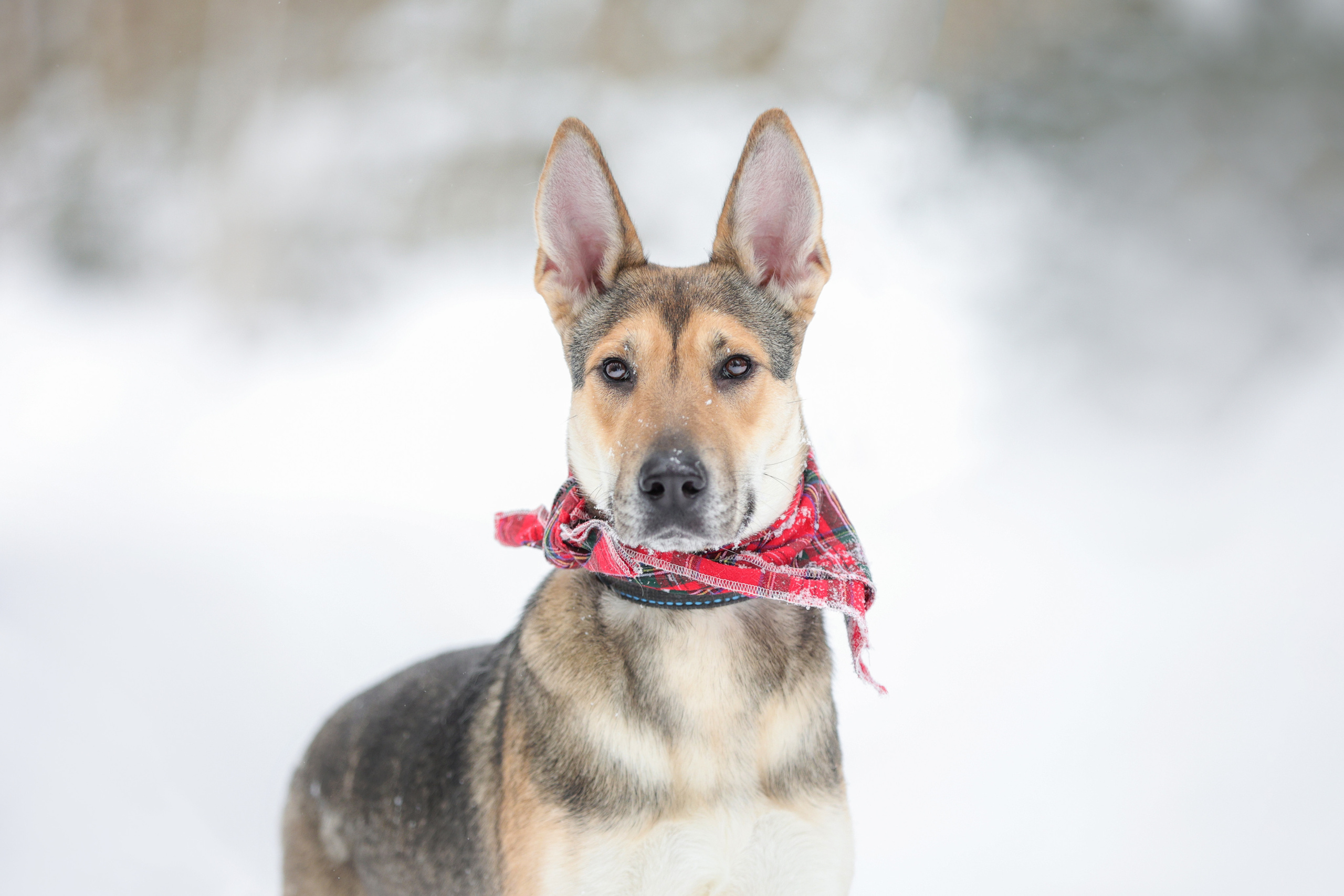 История Елены 1. Семейный фотограф-анималист Ирина Андреева