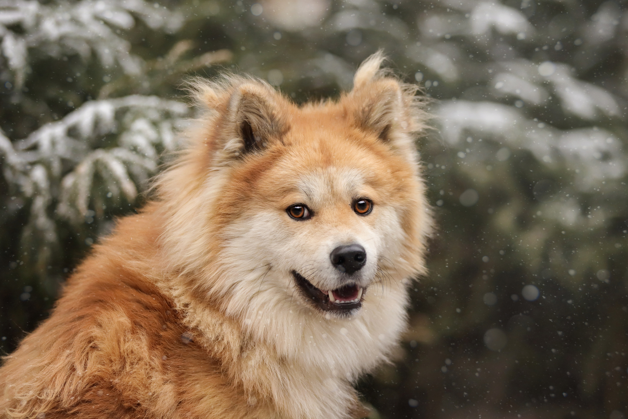 История Елены 1. Семейный фотограф-анималист Ирина Андреева