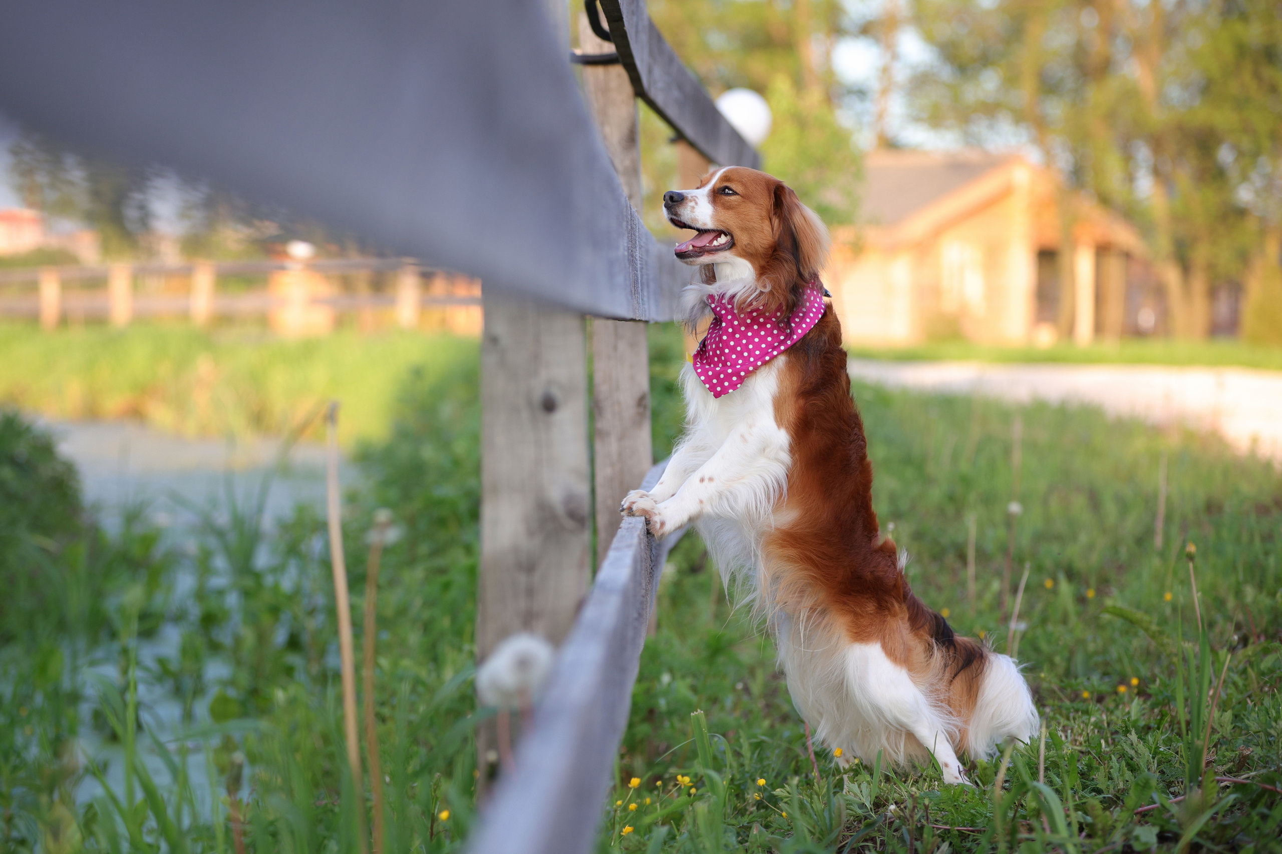История Наташи Мельница. Семейный фотограф-анималист Ирина Андреева