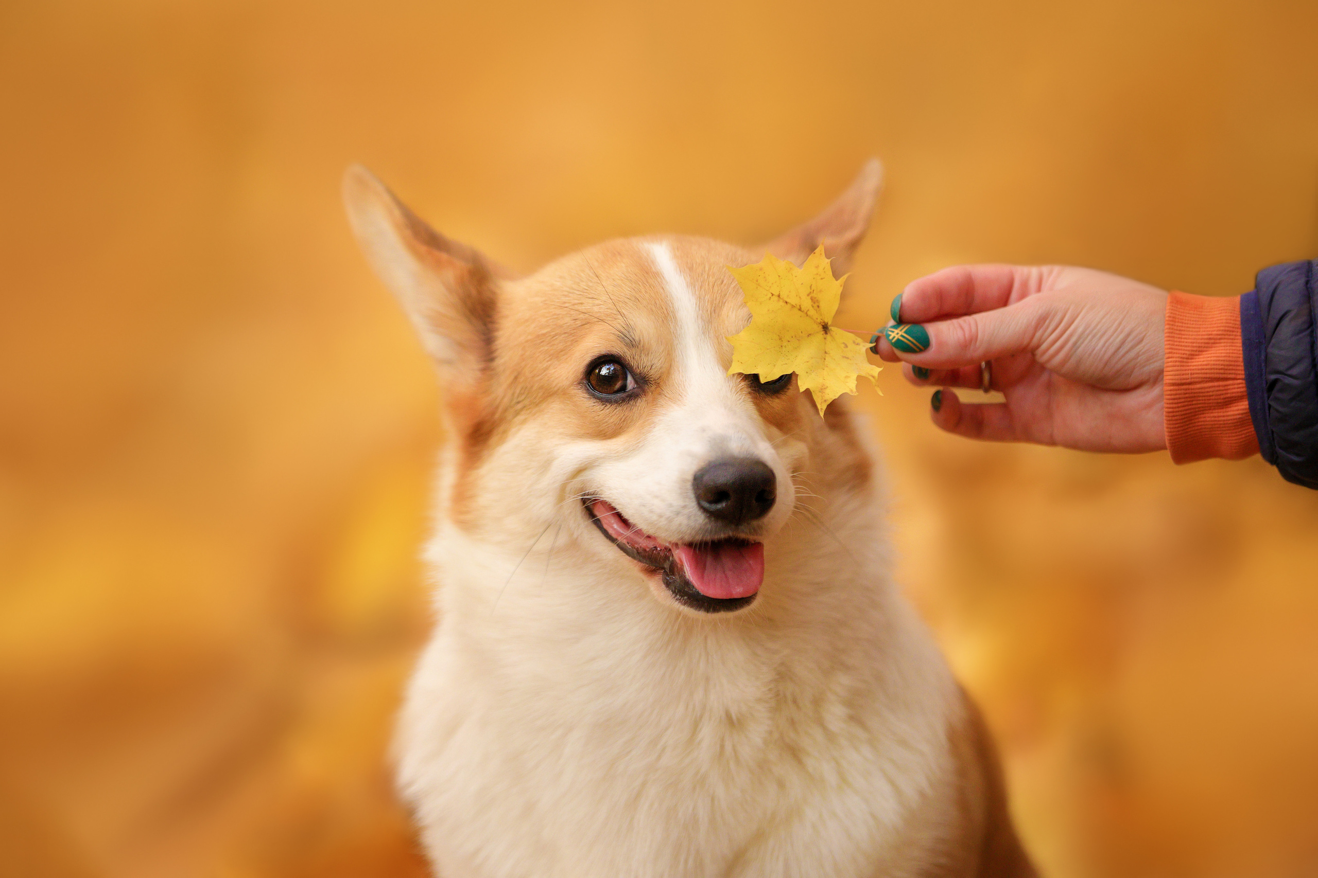 Портретные фотографии. Семейный фотограф-анималист Ирина Андреева