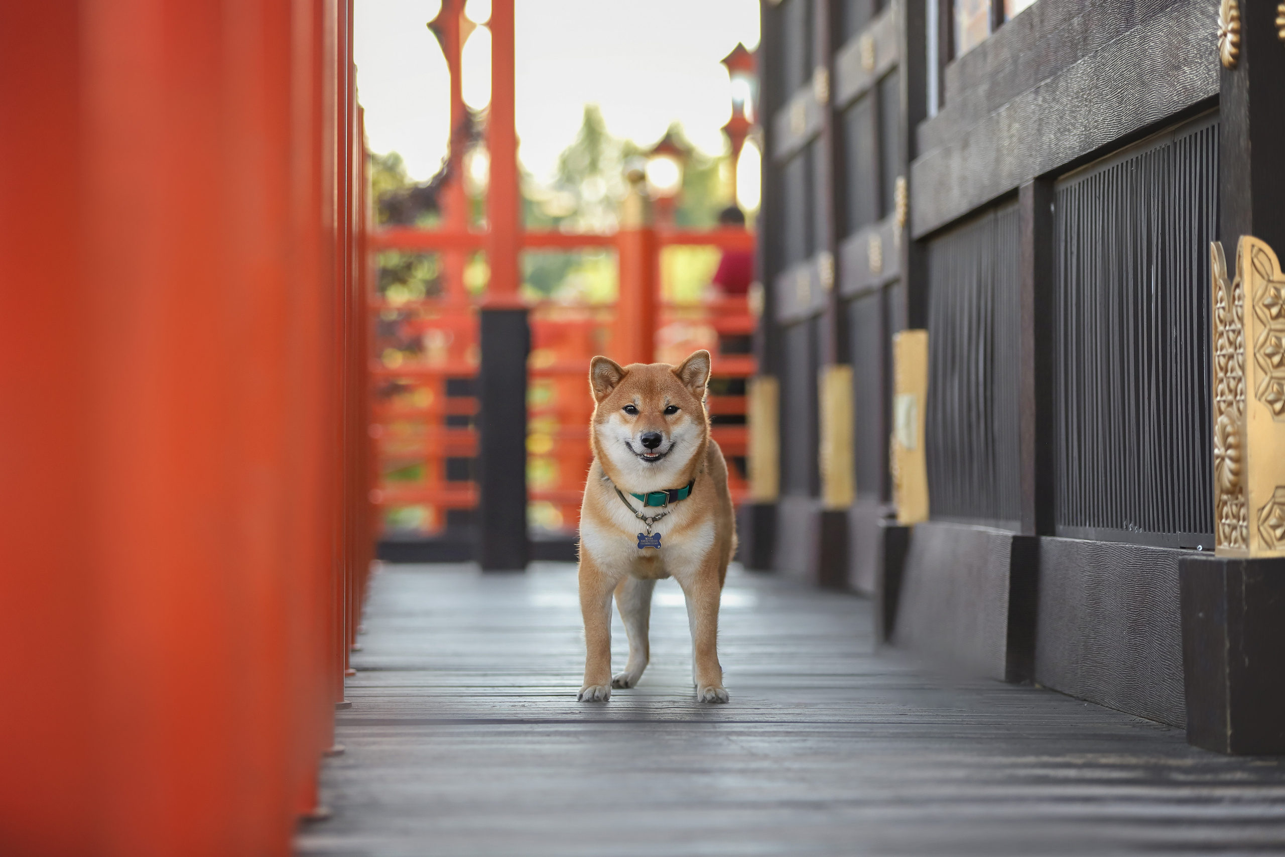 Портретные фотографии. Семейный фотограф-анималист Ирина Андреева