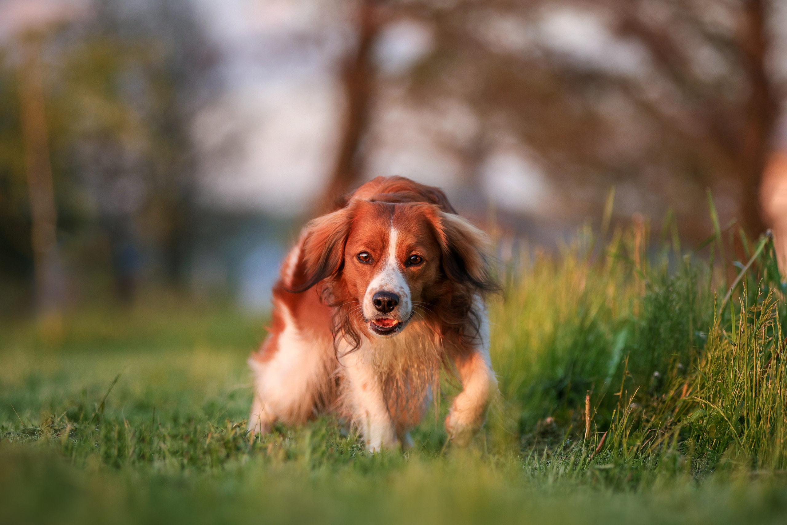 История Наташи Мельница. Семейный фотограф-анималист Ирина Андреева