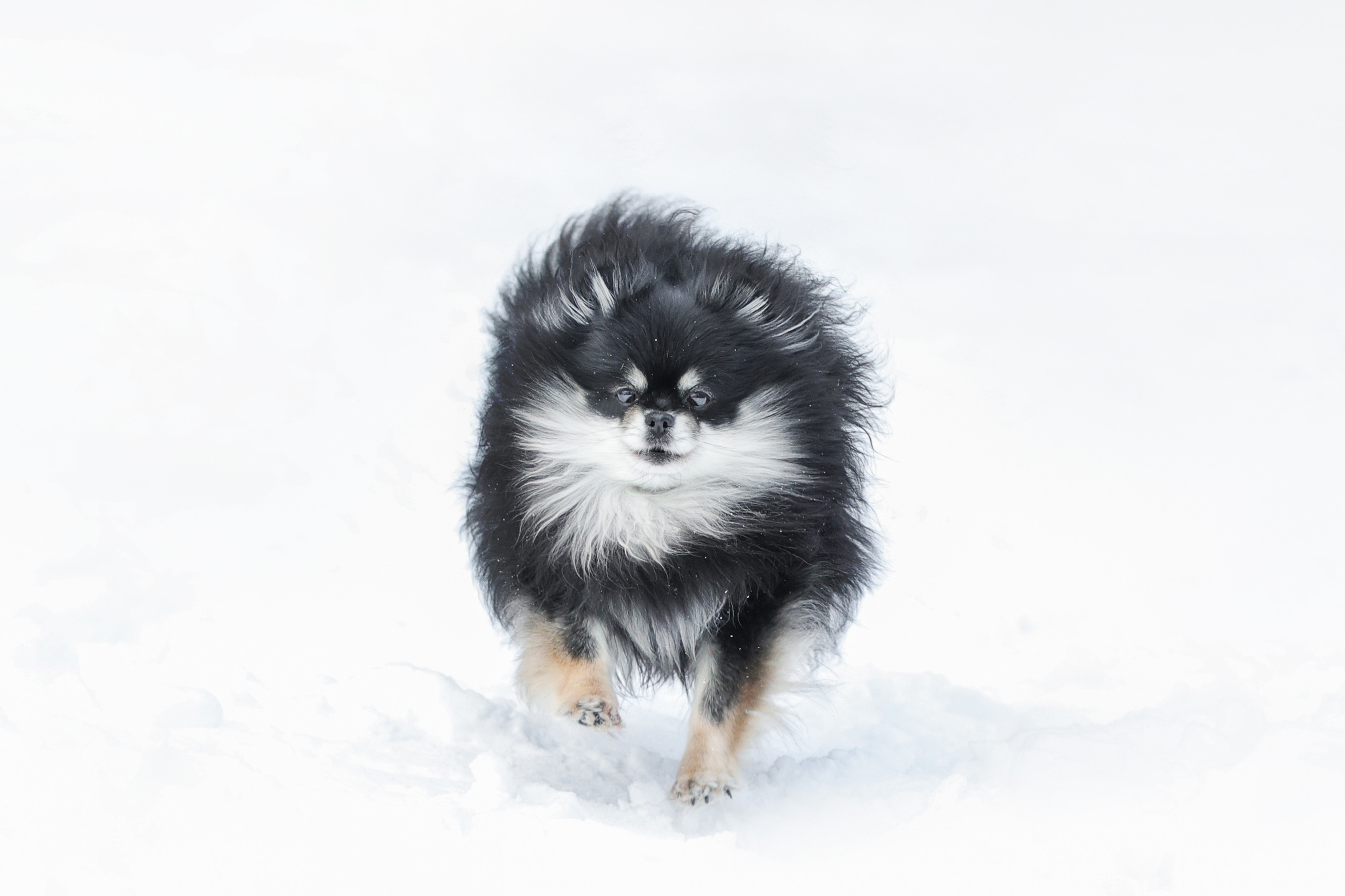 Фотографии в движении. Семейный фотограф-анималист Ирина Андреева