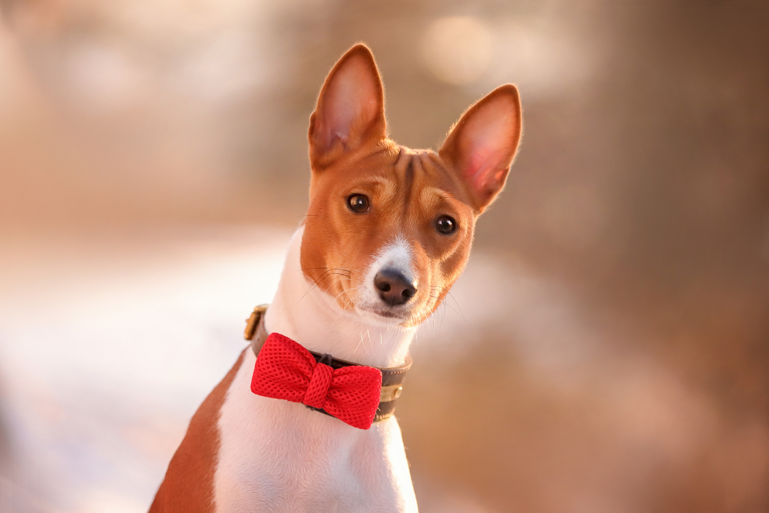 Портретные фотографии. Семейный фотограф-анималист Ирина Андреева