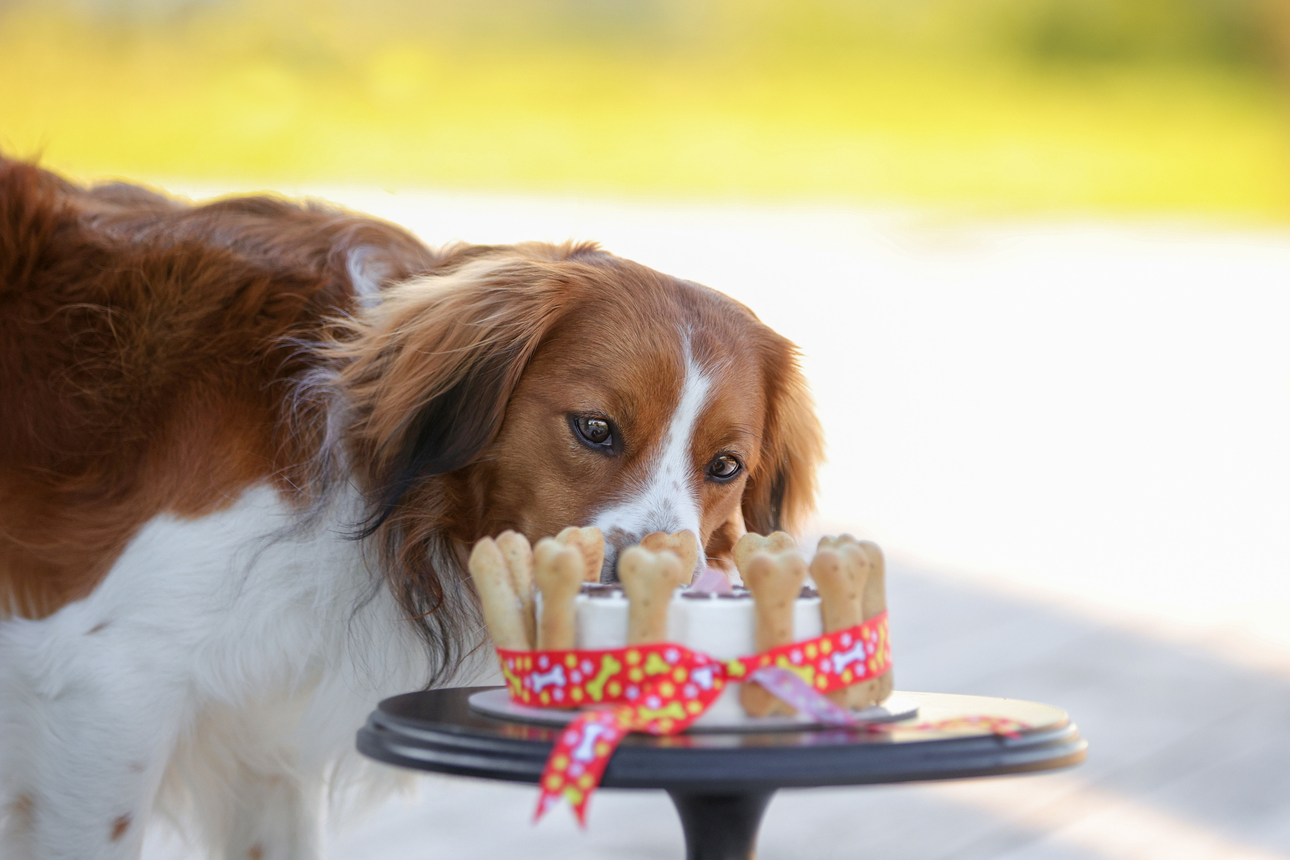 История Наташи Мельница. Семейный фотограф-анималист Ирина Андреева