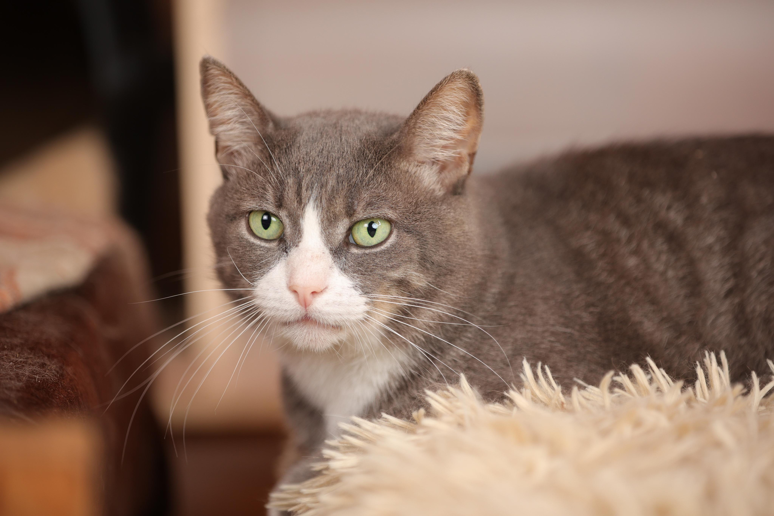 История Елены 1. Семейный фотограф-анималист Ирина Андреева