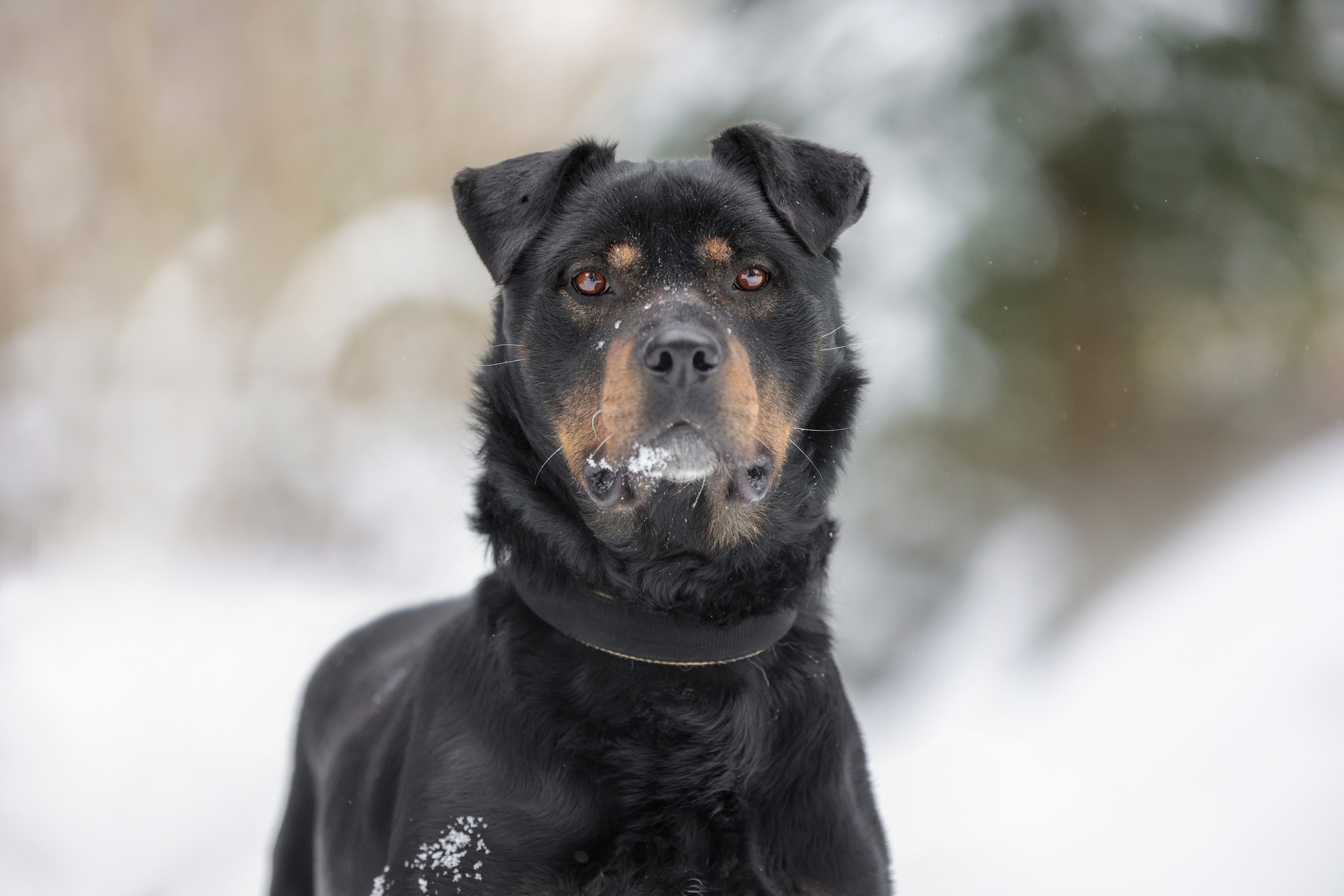 История Елены 1. Семейный фотограф-анималист Ирина Андреева