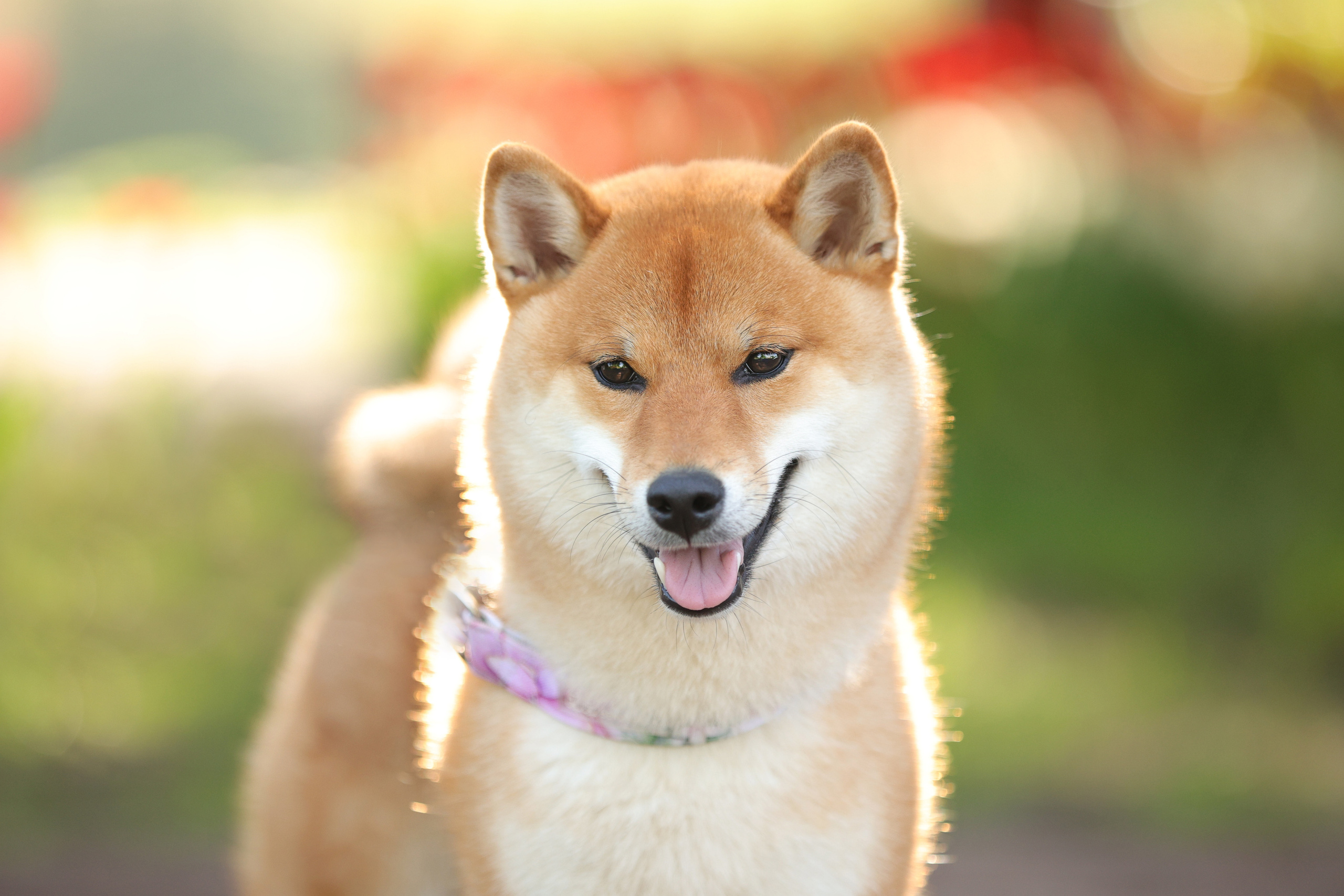 Портретные фотографии. Семейный фотограф-анималист Ирина Андреева