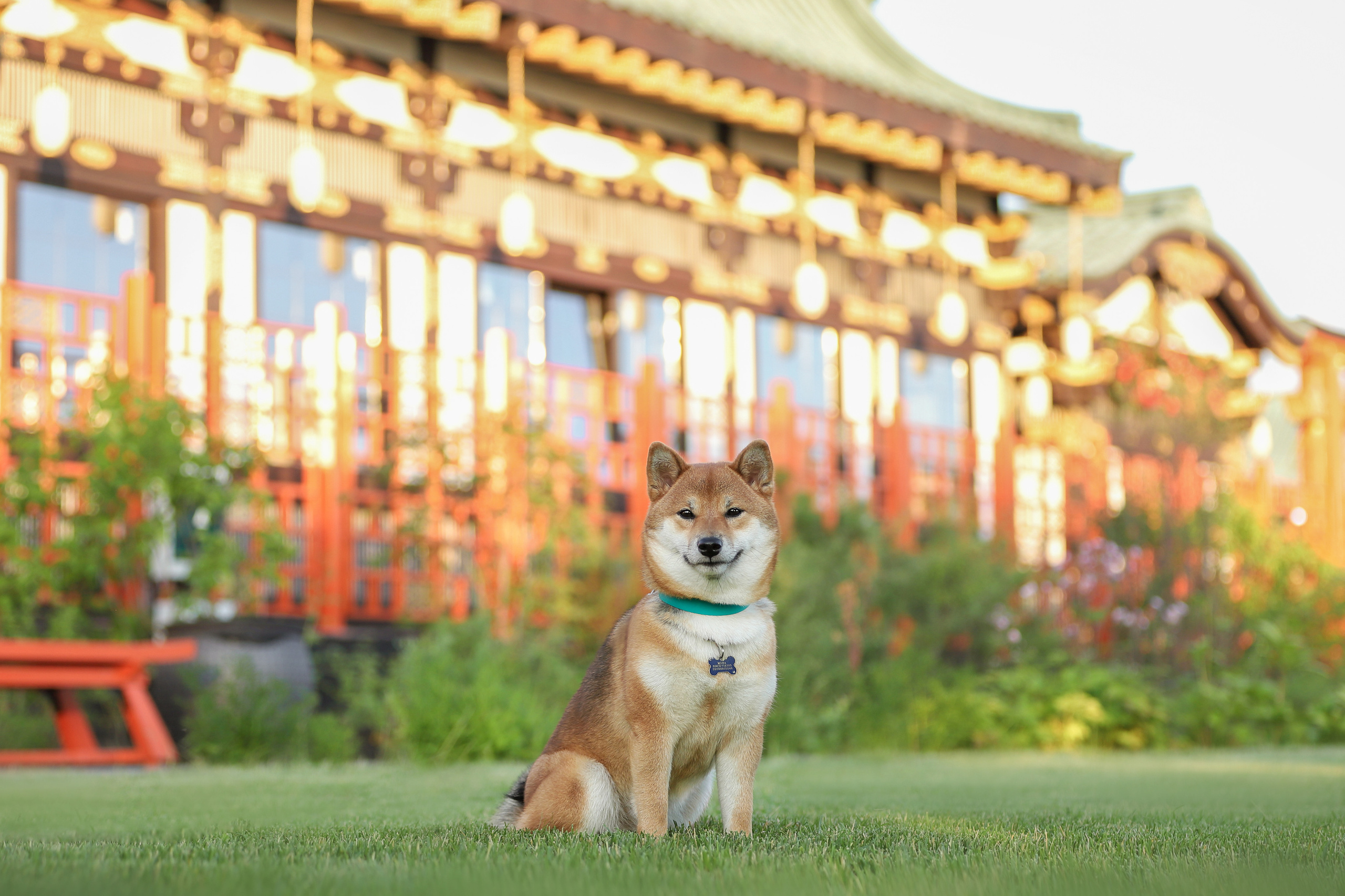 Портретные фотографии. Семейный фотограф-анималист Ирина Андреева